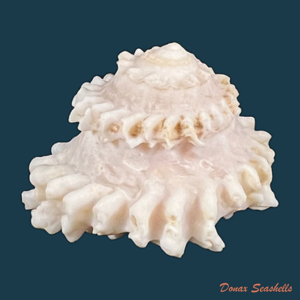 copia-de-astralium-rotularium-lamarck-1822-40-5mm