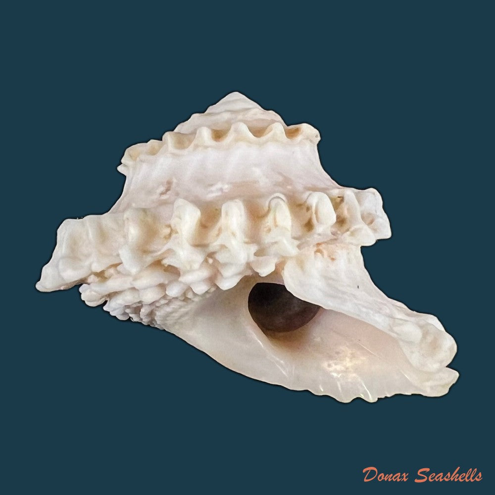 copia-de-astralium-rotularium-lamarck-1822-40-5mm