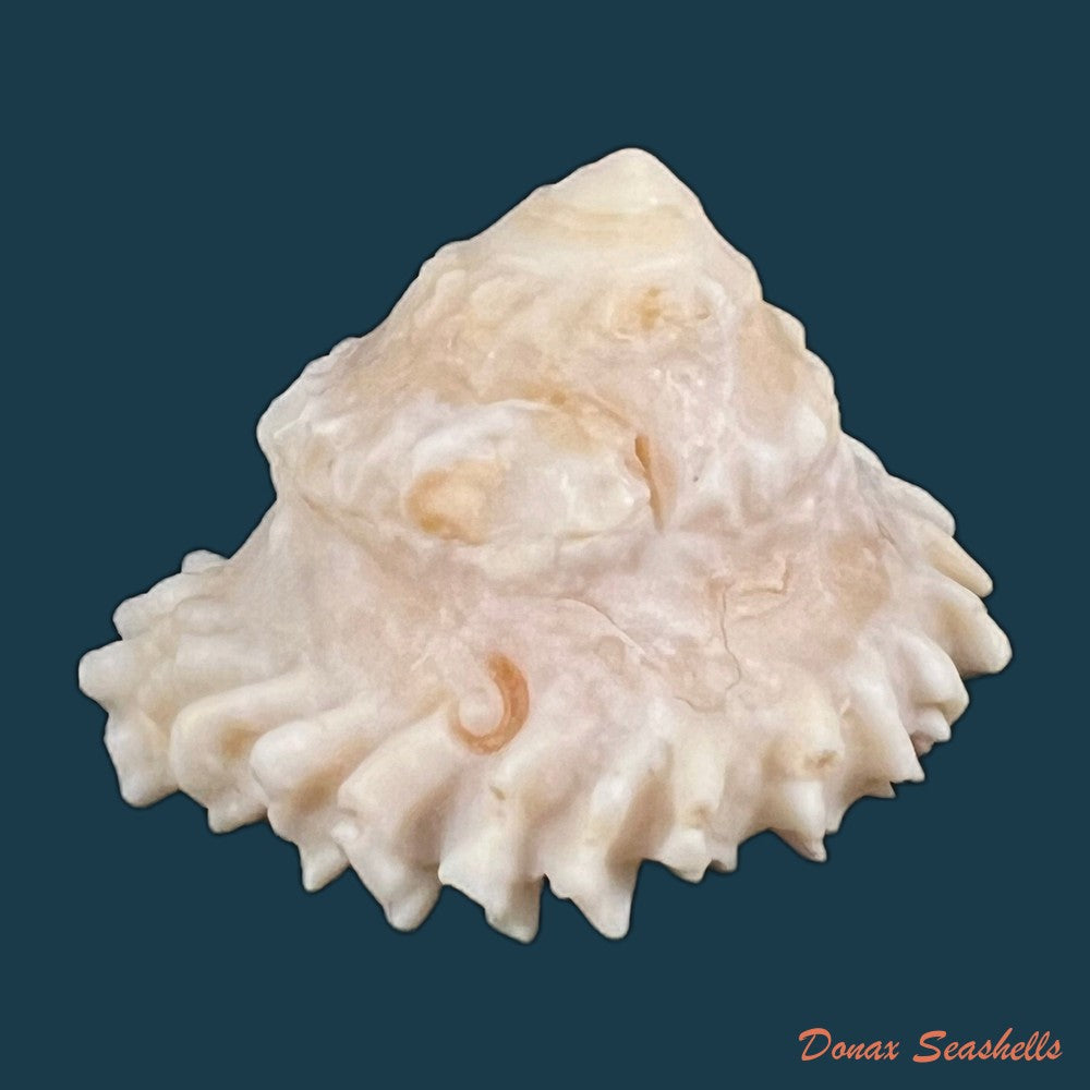 copia-de-astralium-rotularium-lamarck-1822-40mm