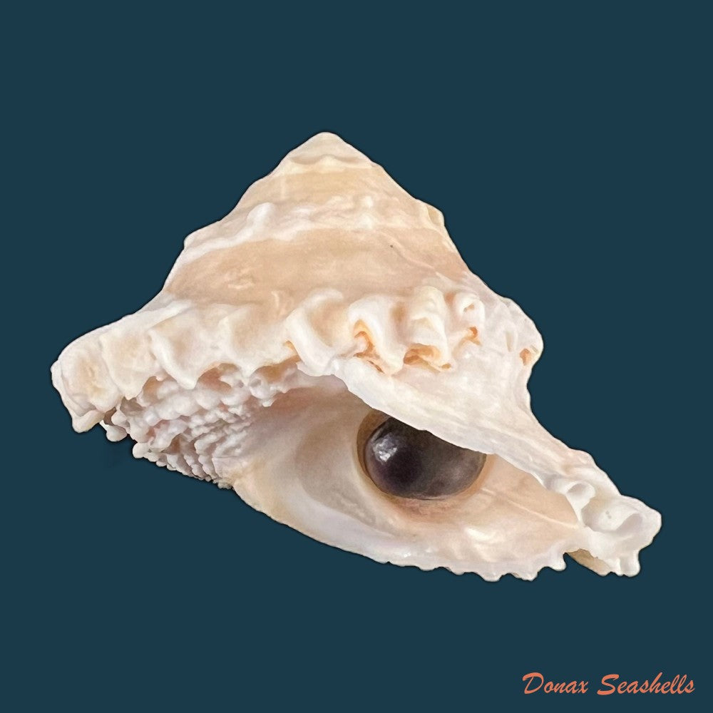 copia-de-astralium-rotularium-lamarck-1822-40mm