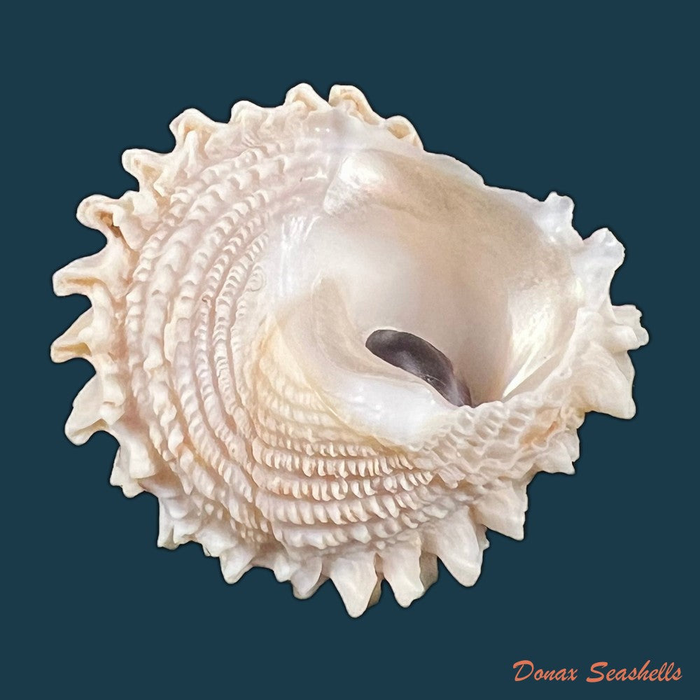 copia-de-astralium-rotularium-lamarck-1822-40mm