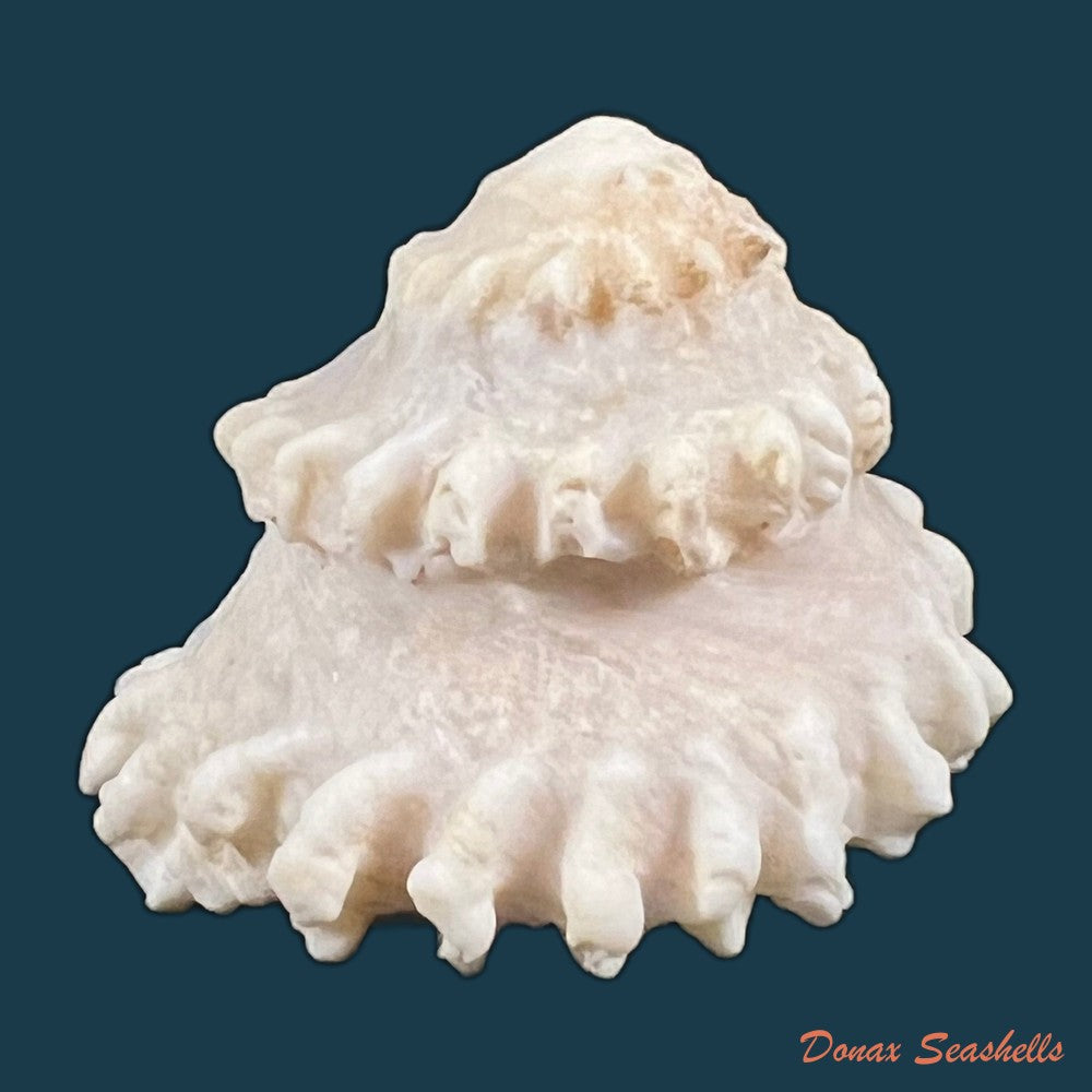 copia-de-astralium-rotularium-lamarck-1822-44-2mm