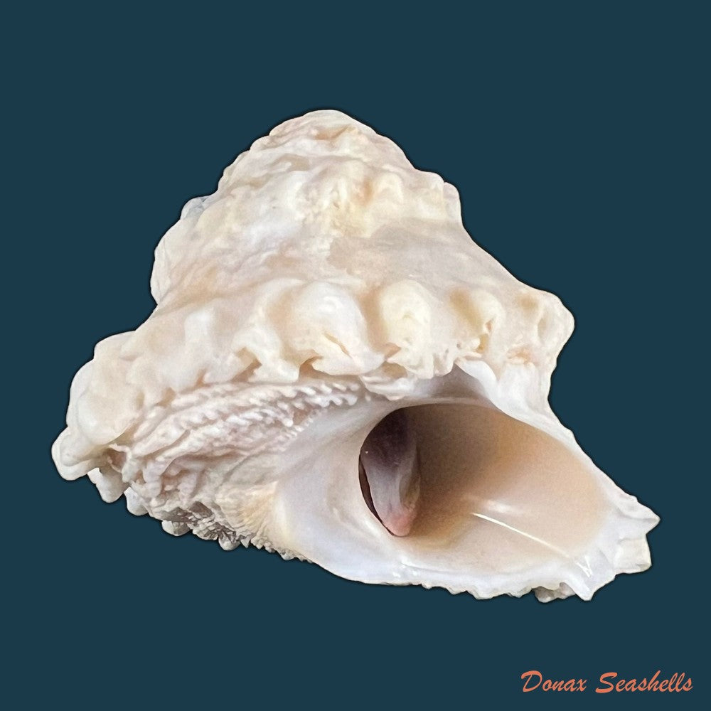 copia-de-astralium-rotularium-lamarck-1822-44-2mm
