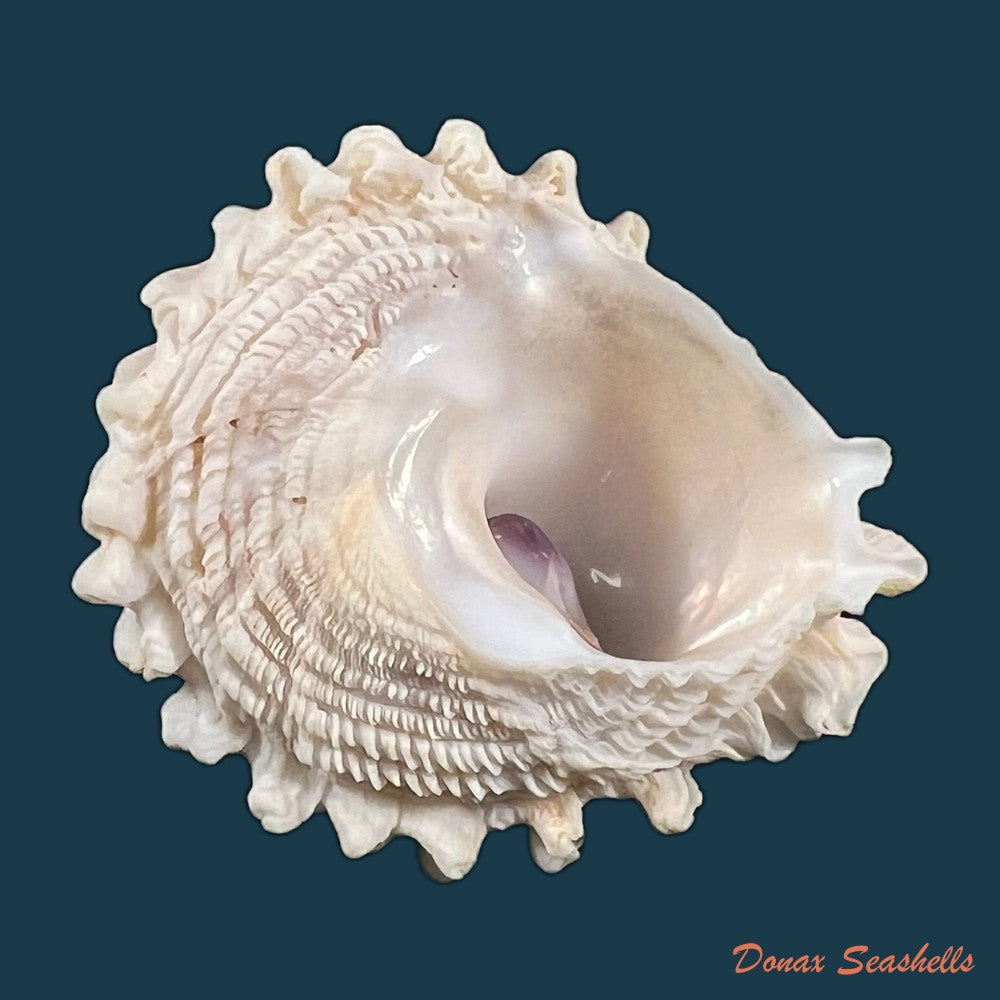 copia-de-astralium-rotularium-lamarck-1822-44-2mm