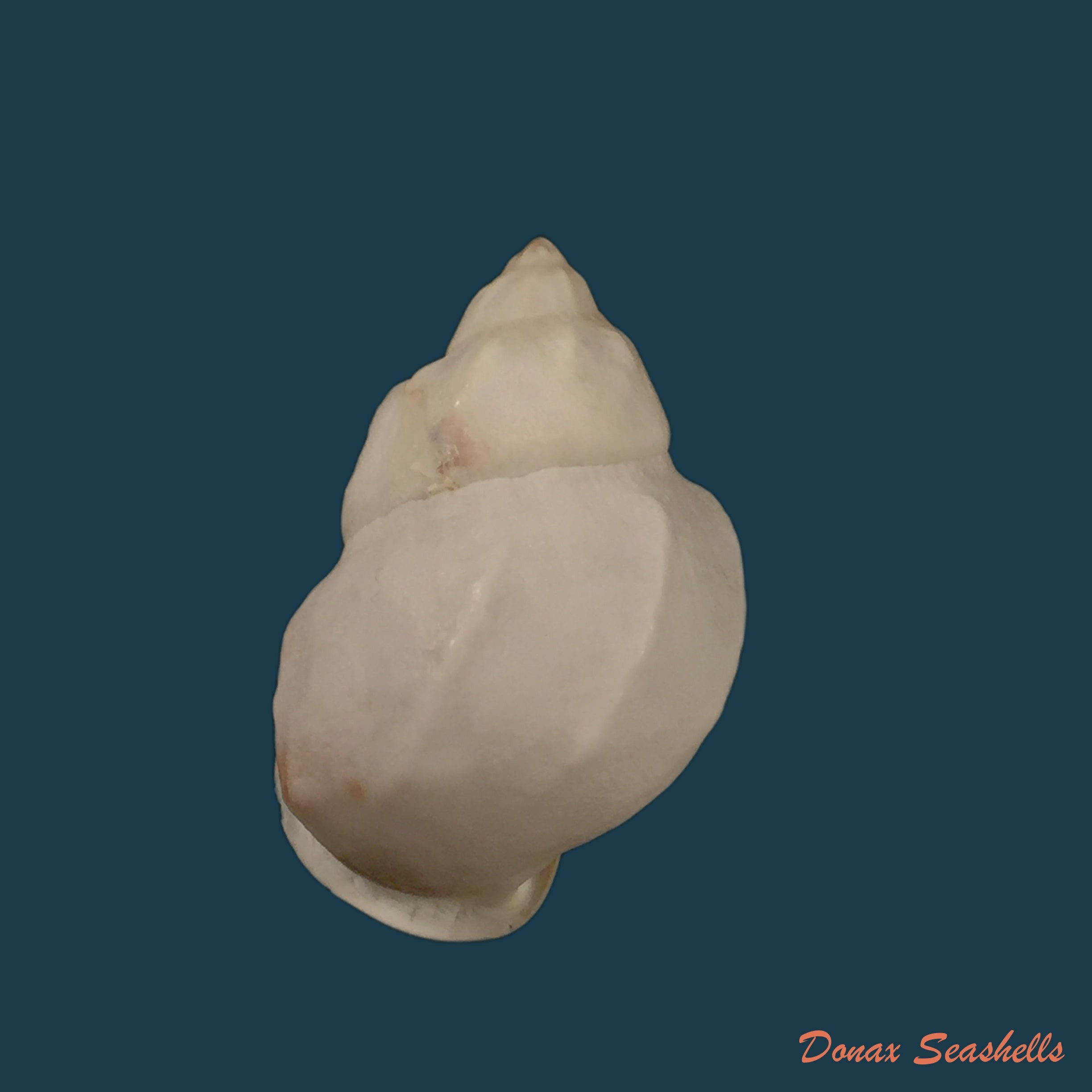 copia-de-auris-inornata-simone-amaral-2021-35-4mm