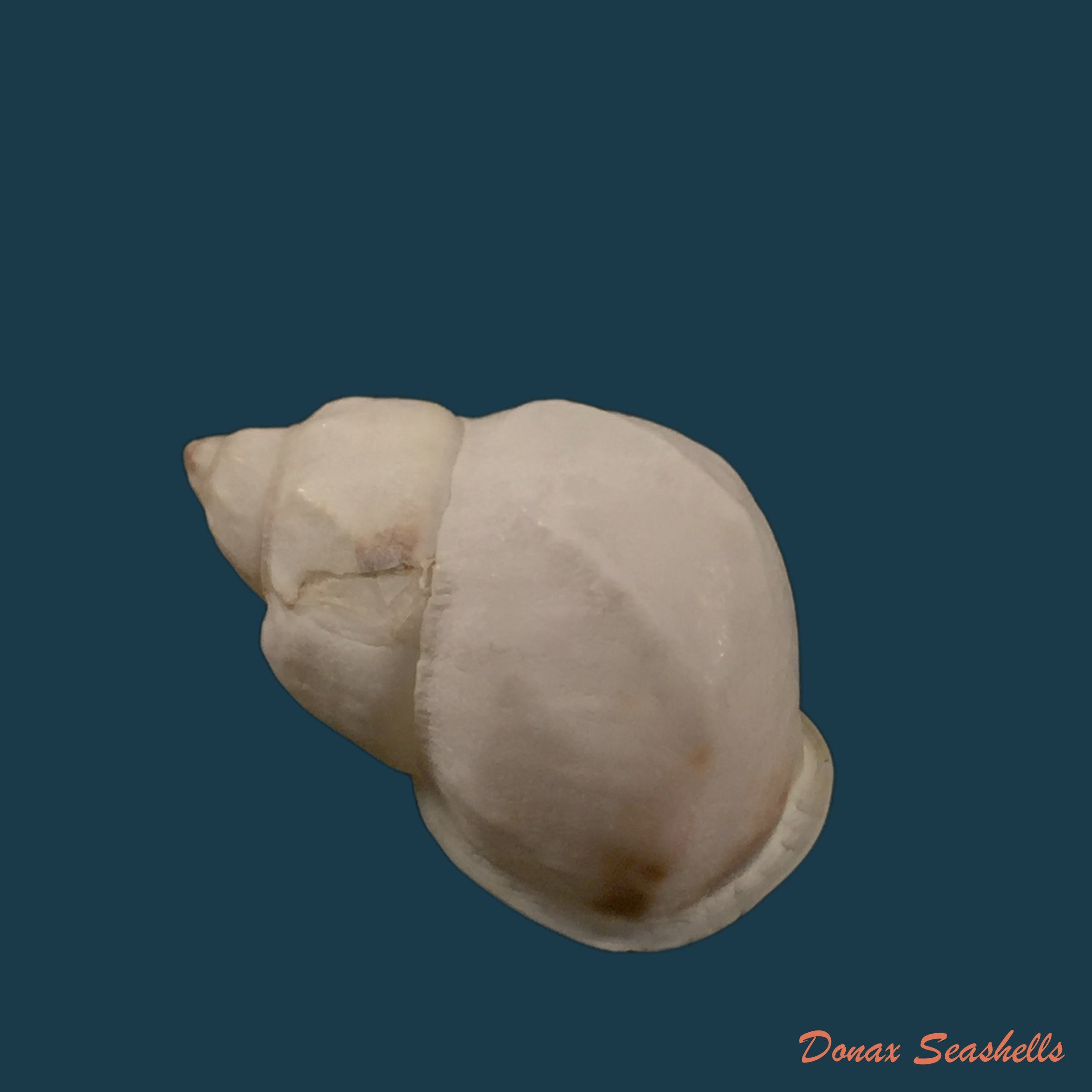 copia-de-auris-inornata-simone-amaral-2021-35-4mm