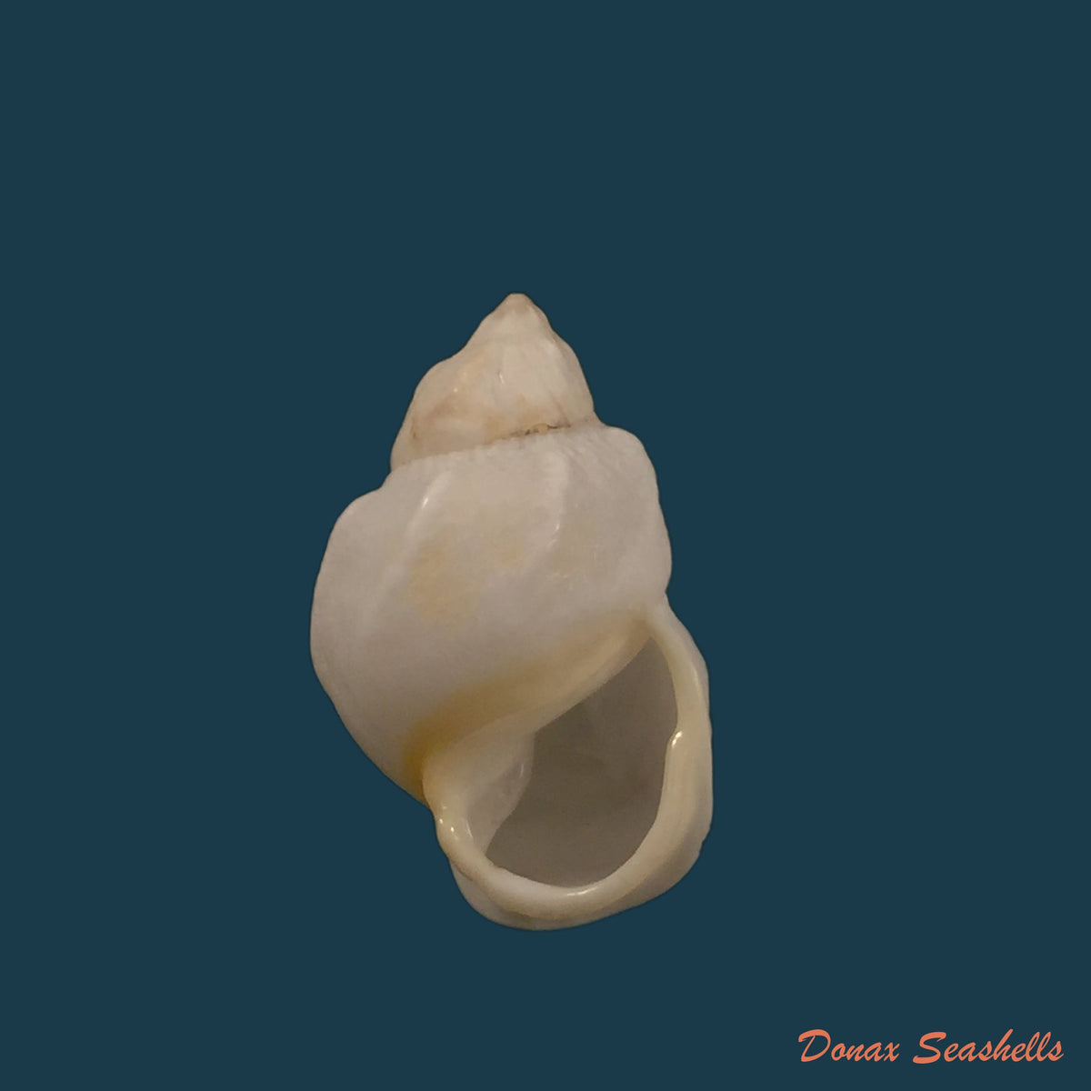copia-de-auris-inornata-simone-amaral-2021-35-4mm