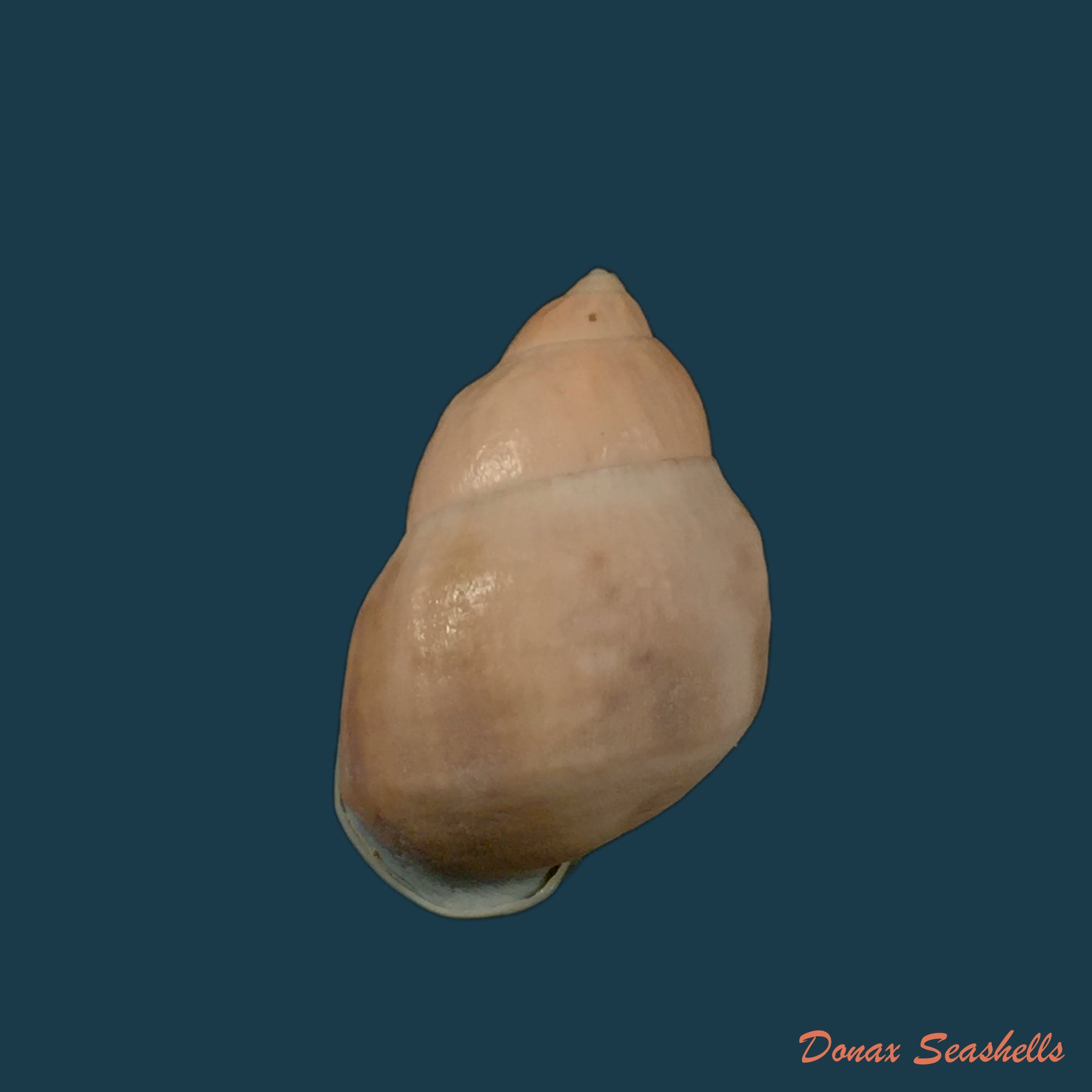 copia-de-auris-melanostoma-moricand-1836-46-4mm