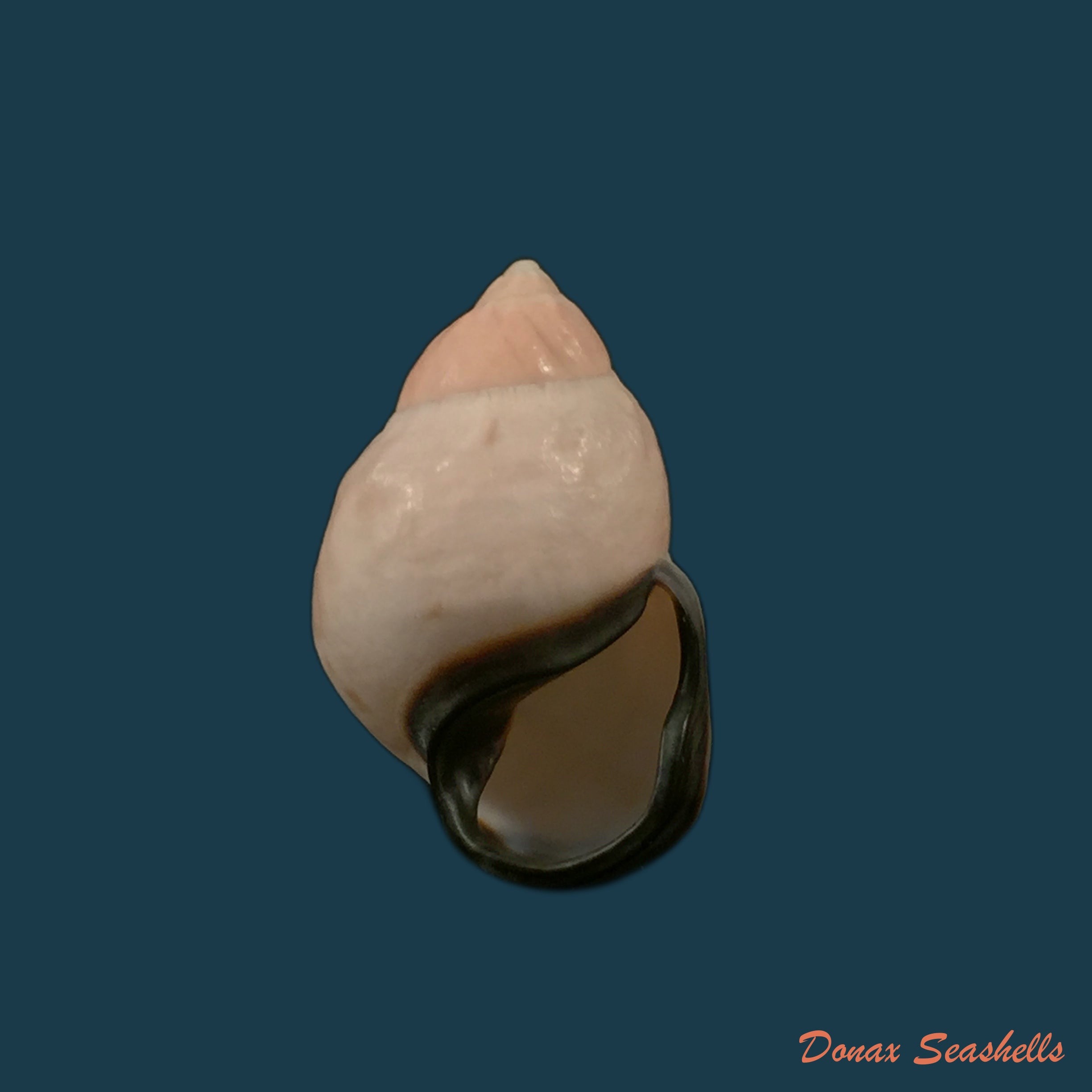 copia-de-auris-melanostoma-moricand-1836-46-4mm