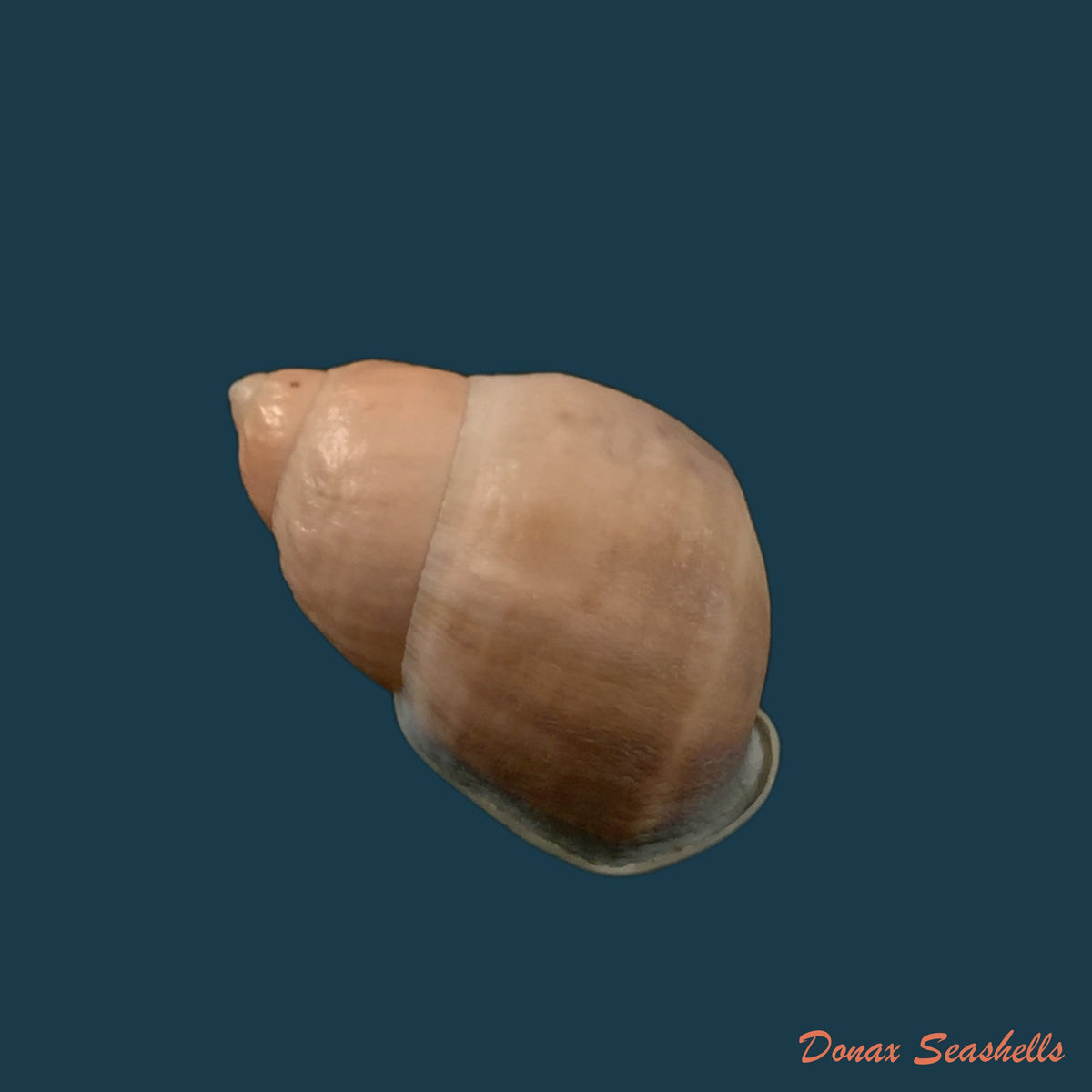 copia-de-auris-melanostoma-moricand-1836-46-4mm