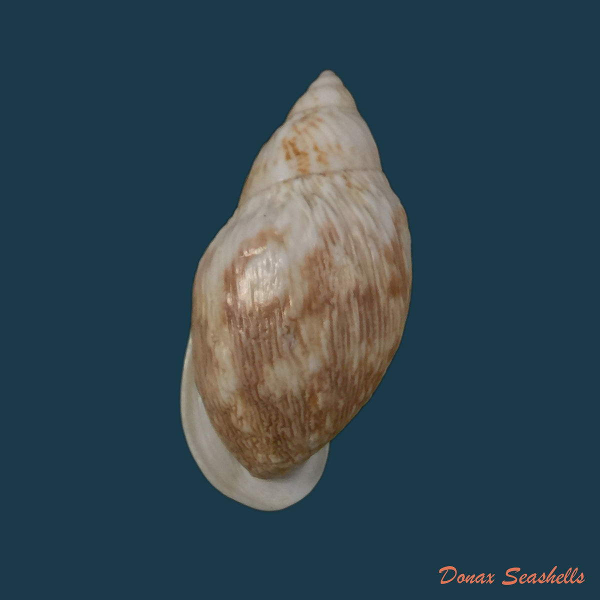 copia-de-auris-melanostoma-moricand-1836