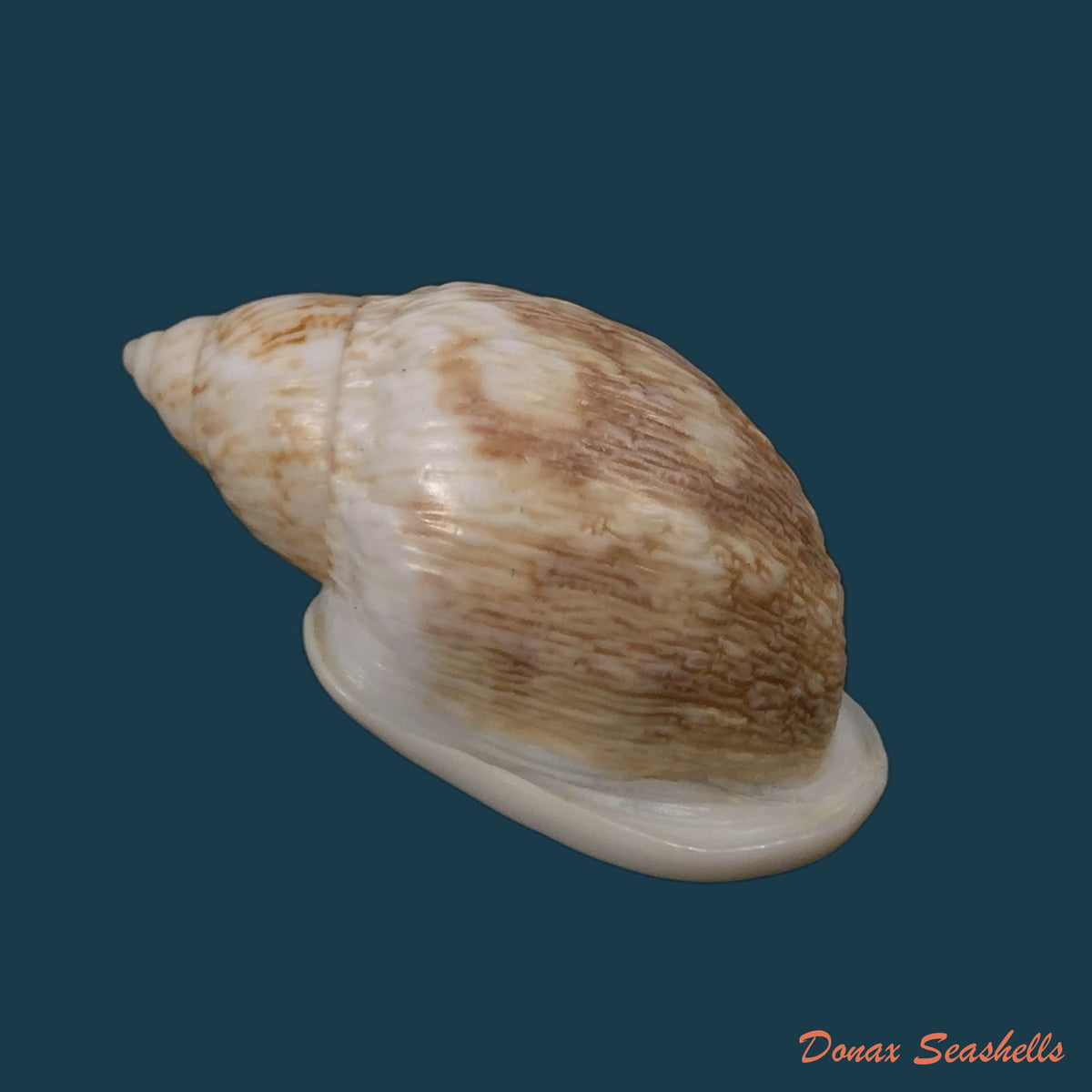 copia-de-auris-melanostoma-moricand-1836