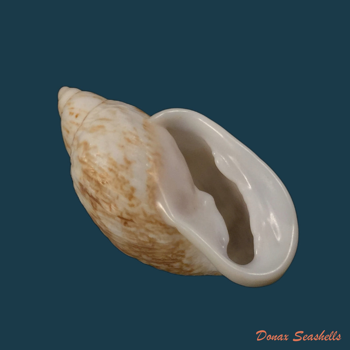 copia-de-auris-melanostoma-moricand-1836