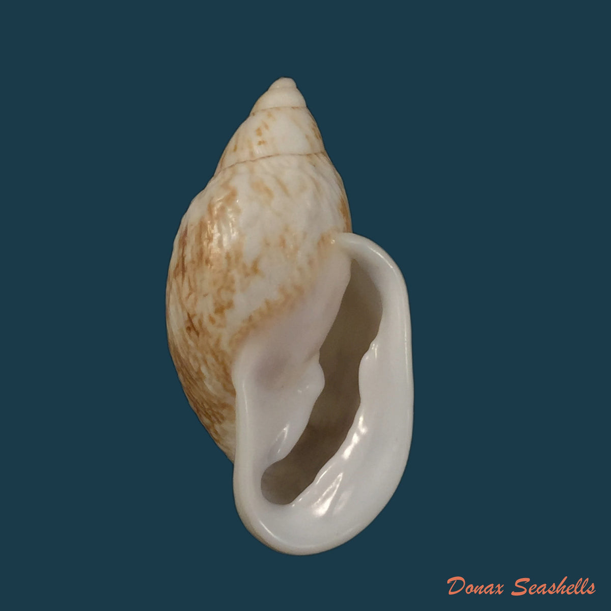 copia-de-auris-melanostoma-moricand-1836