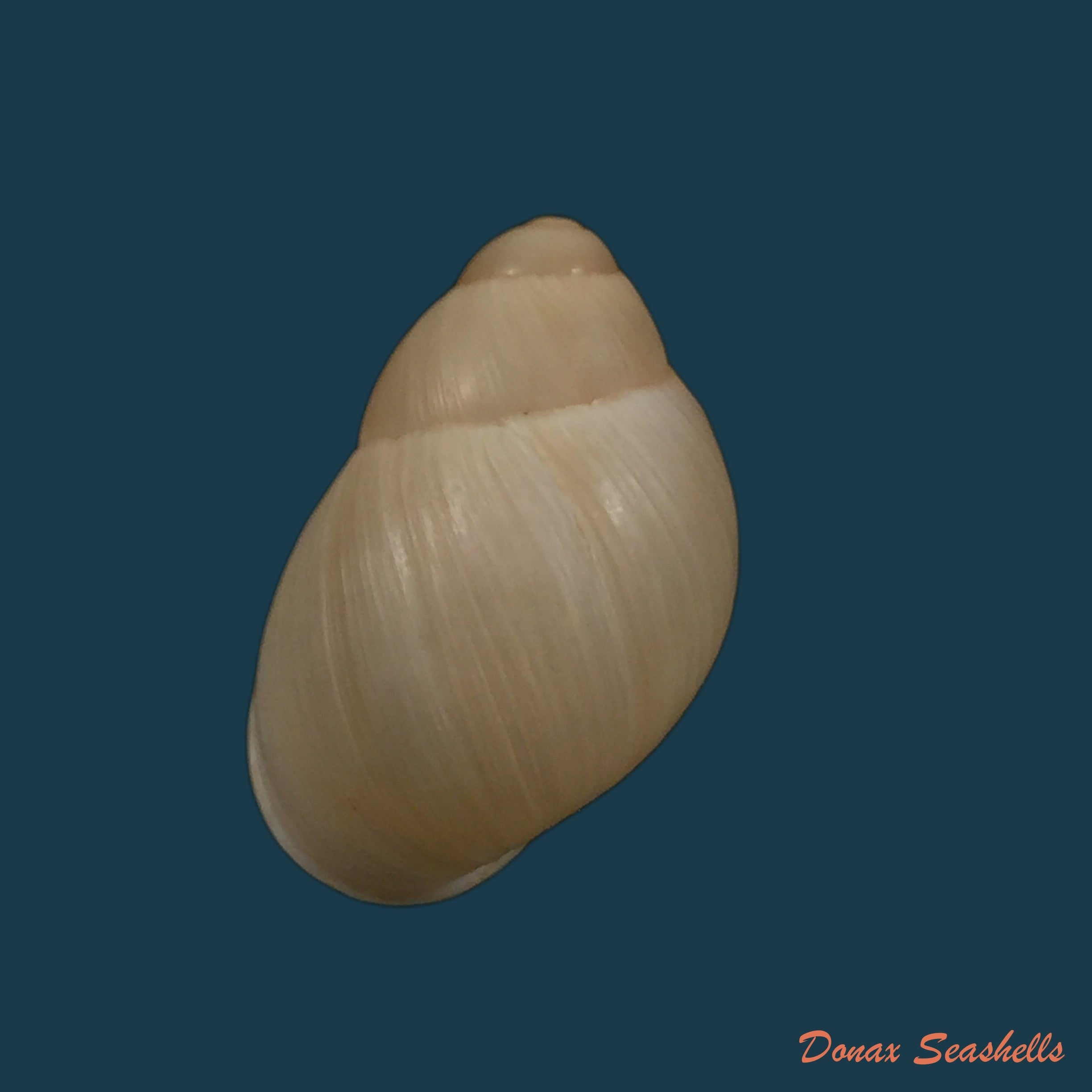 copia-de-austroborus-dorbignyi-doring-1876-28-5mm