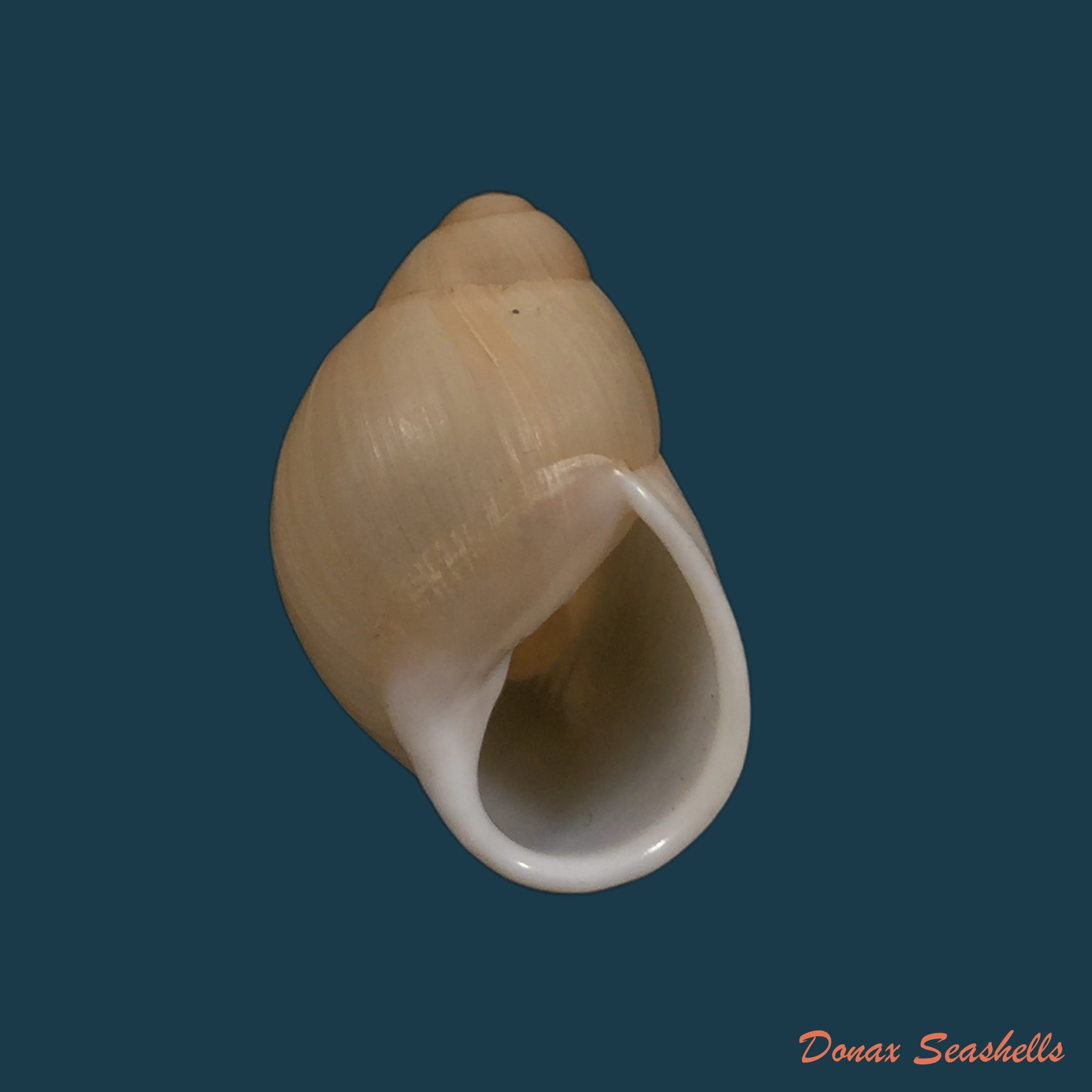 copia-de-austroborus-dorbignyi-doring-1876-28-5mm