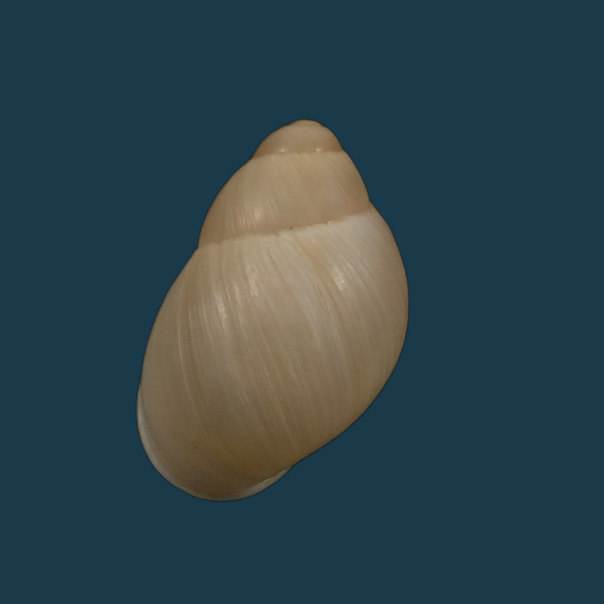 Austroborus dorbignyi (Doring, 1876) - 30,1mm