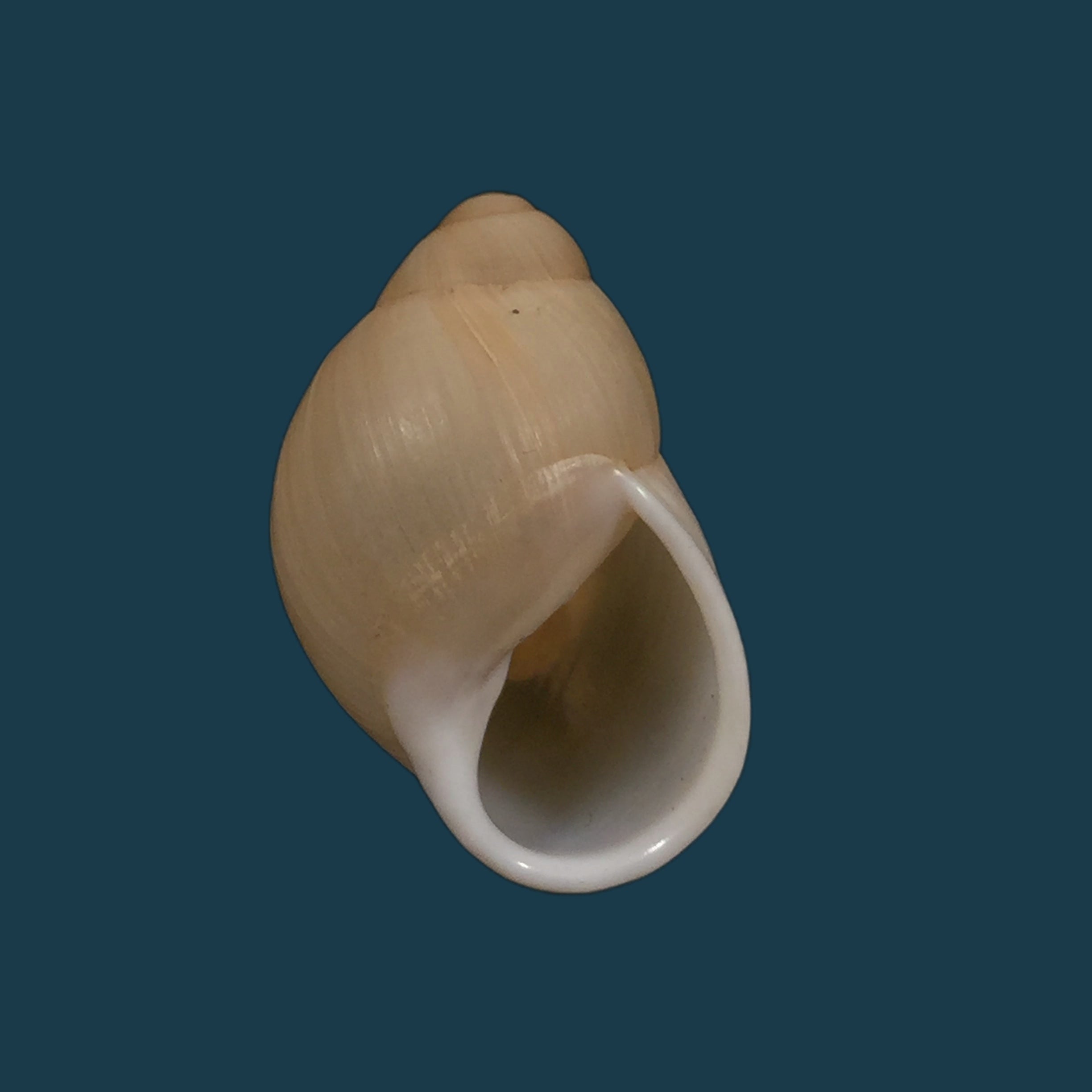 Austroborus dorbignyi (Doring, 1876) - 30,1mm