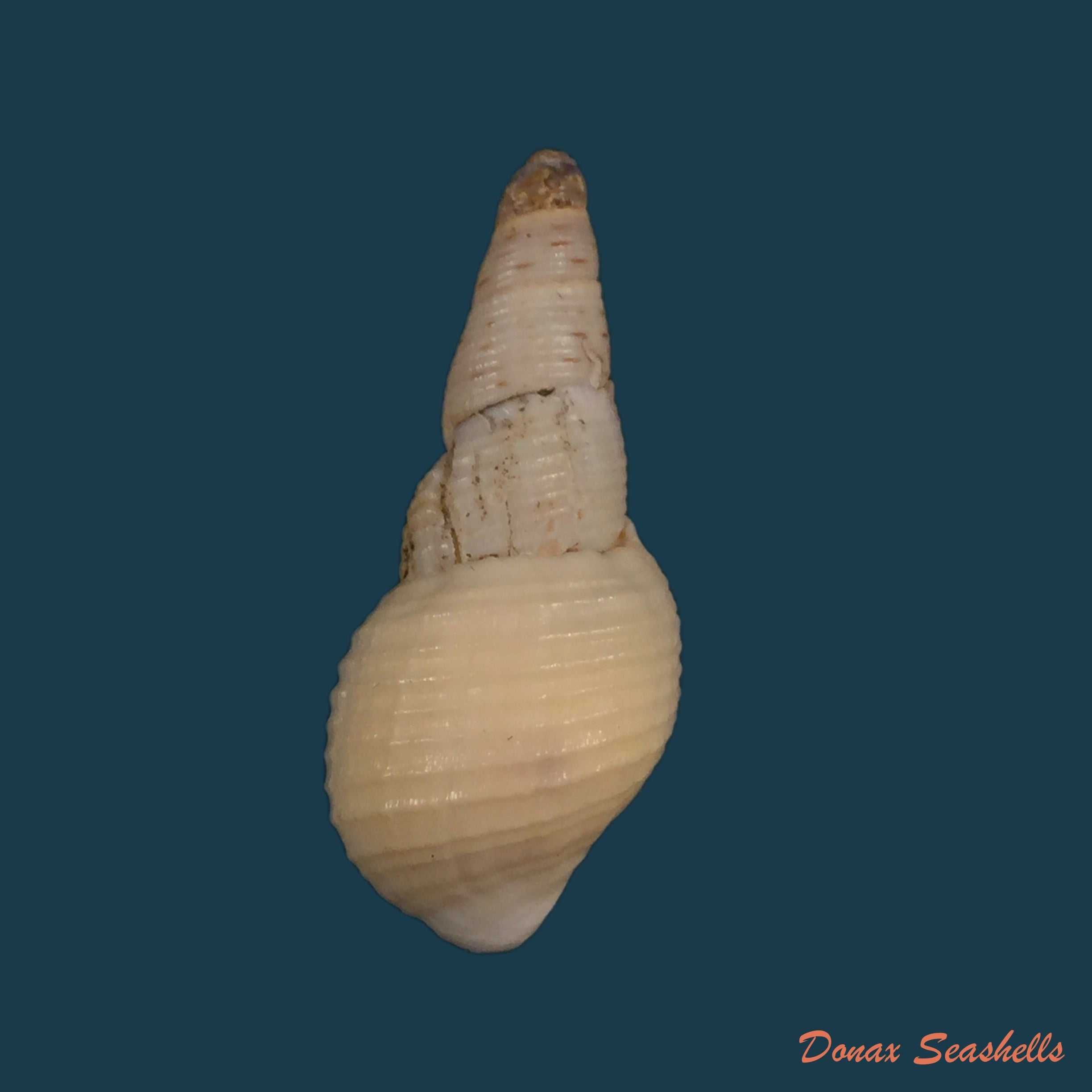 copia-de-aylacostoma-brasiliensis-moricand-1939-34-9mm