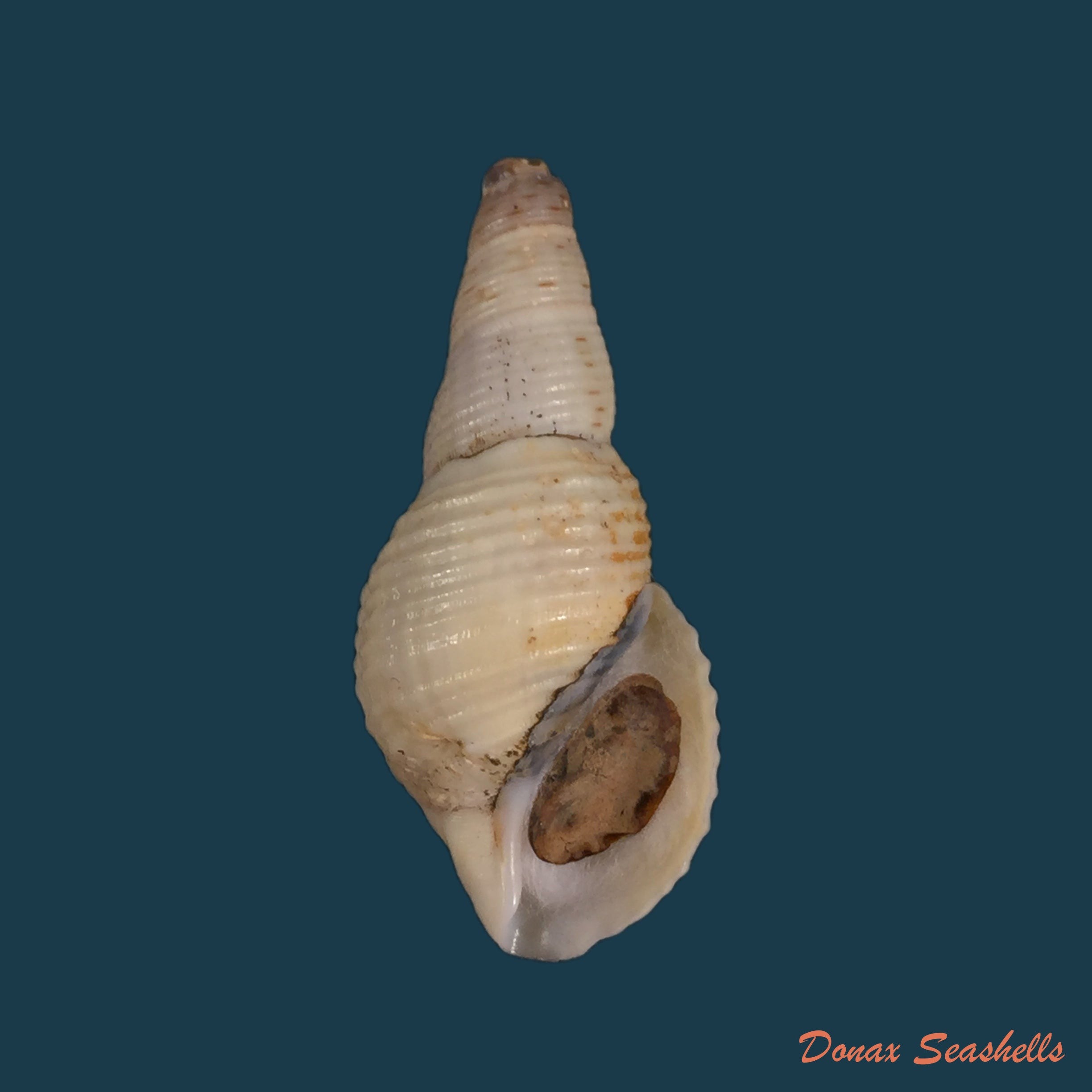 copia-de-aylacostoma-brasiliensis-moricand-1939-34-9mm