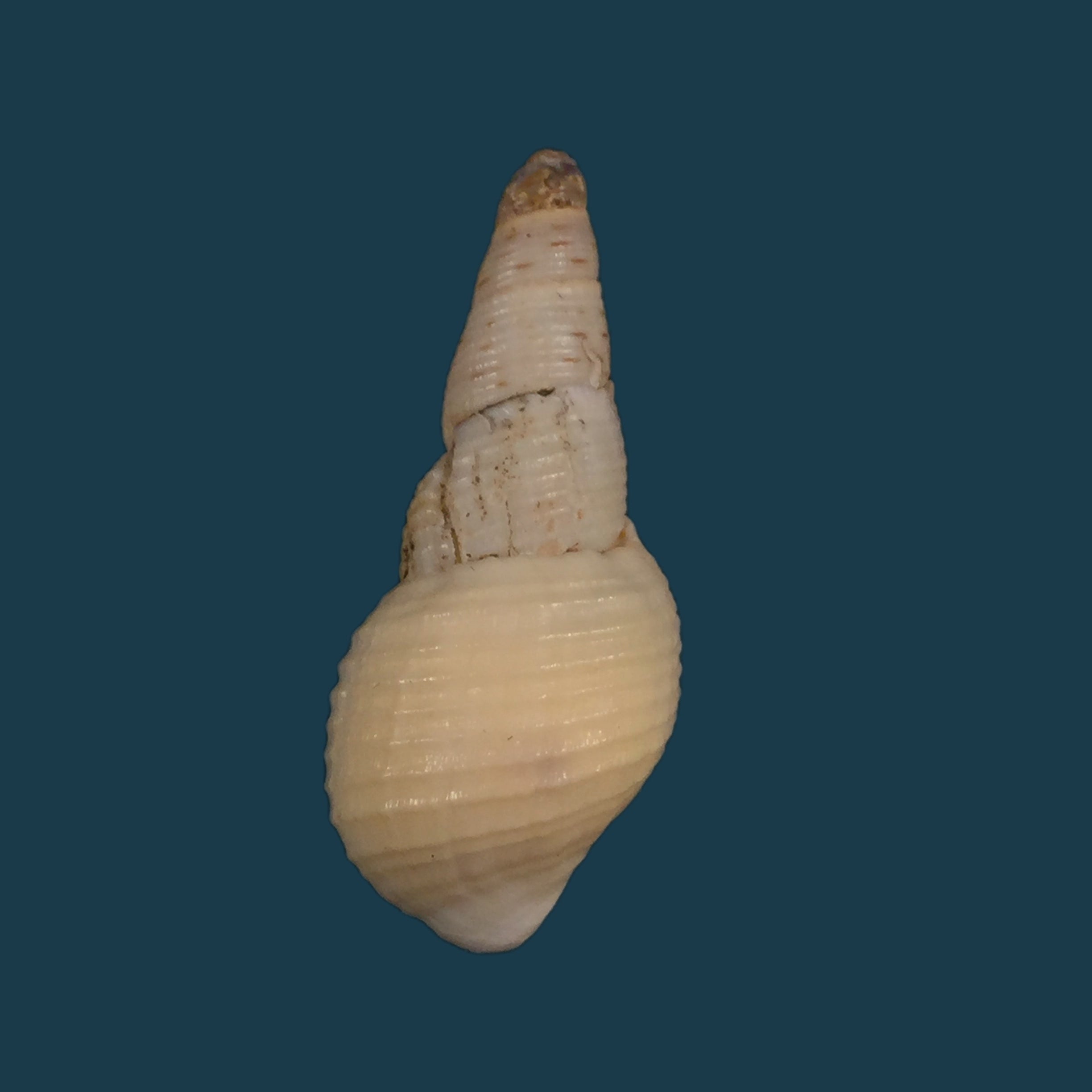 Aylacostoma brasiliensis（Moricand，1939）- 35,3毫米