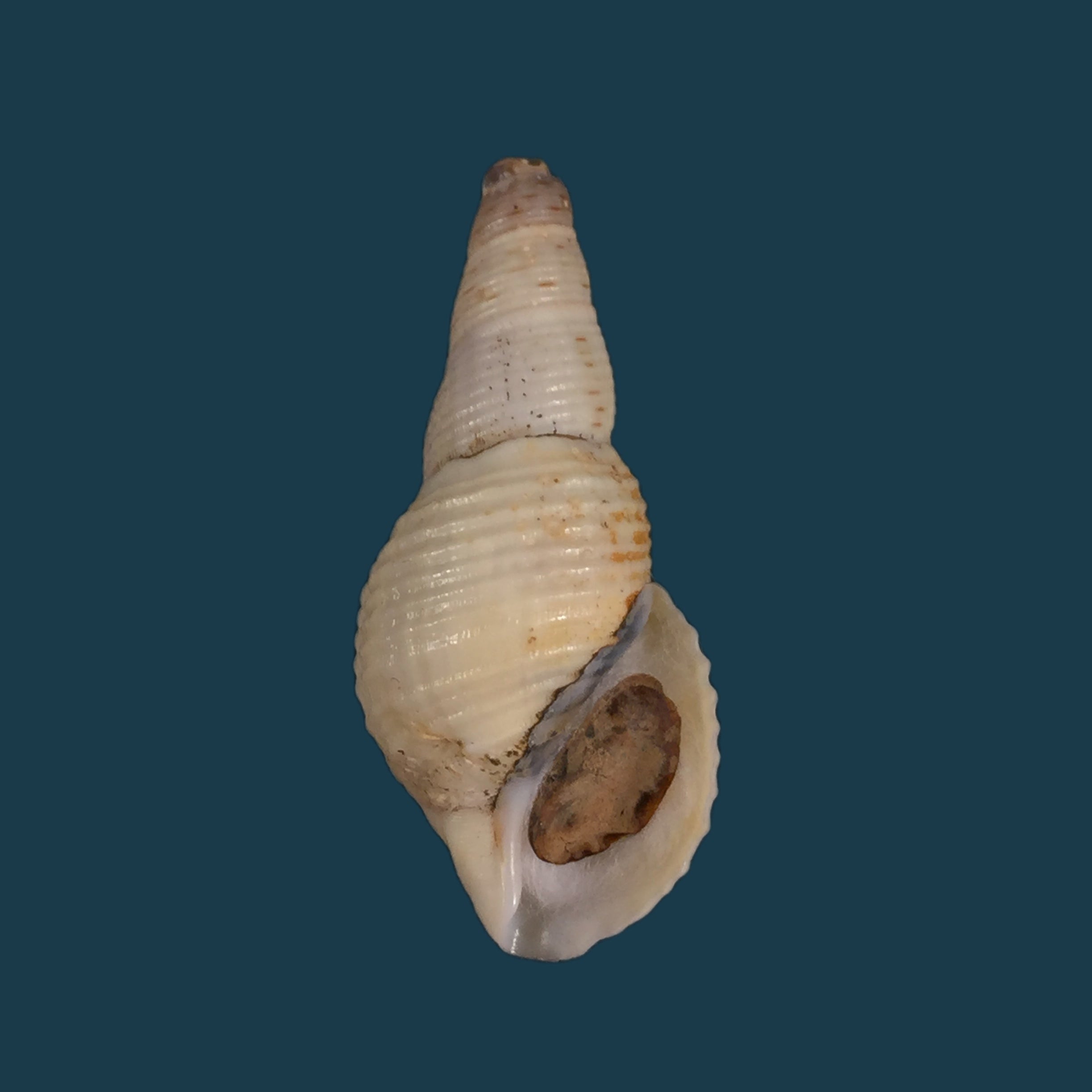 Aylacostoma brasiliensis（Moricand，1939）- 35,3毫米