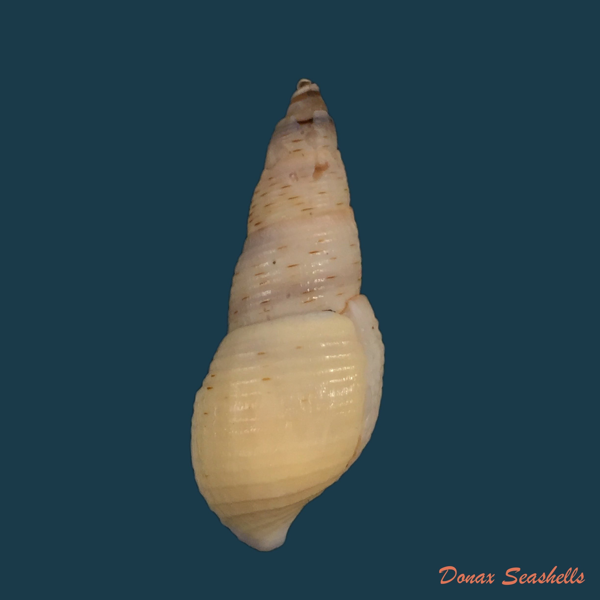 copia-de-aylacostoma-brasiliensis-moricand-1939-35-3mm