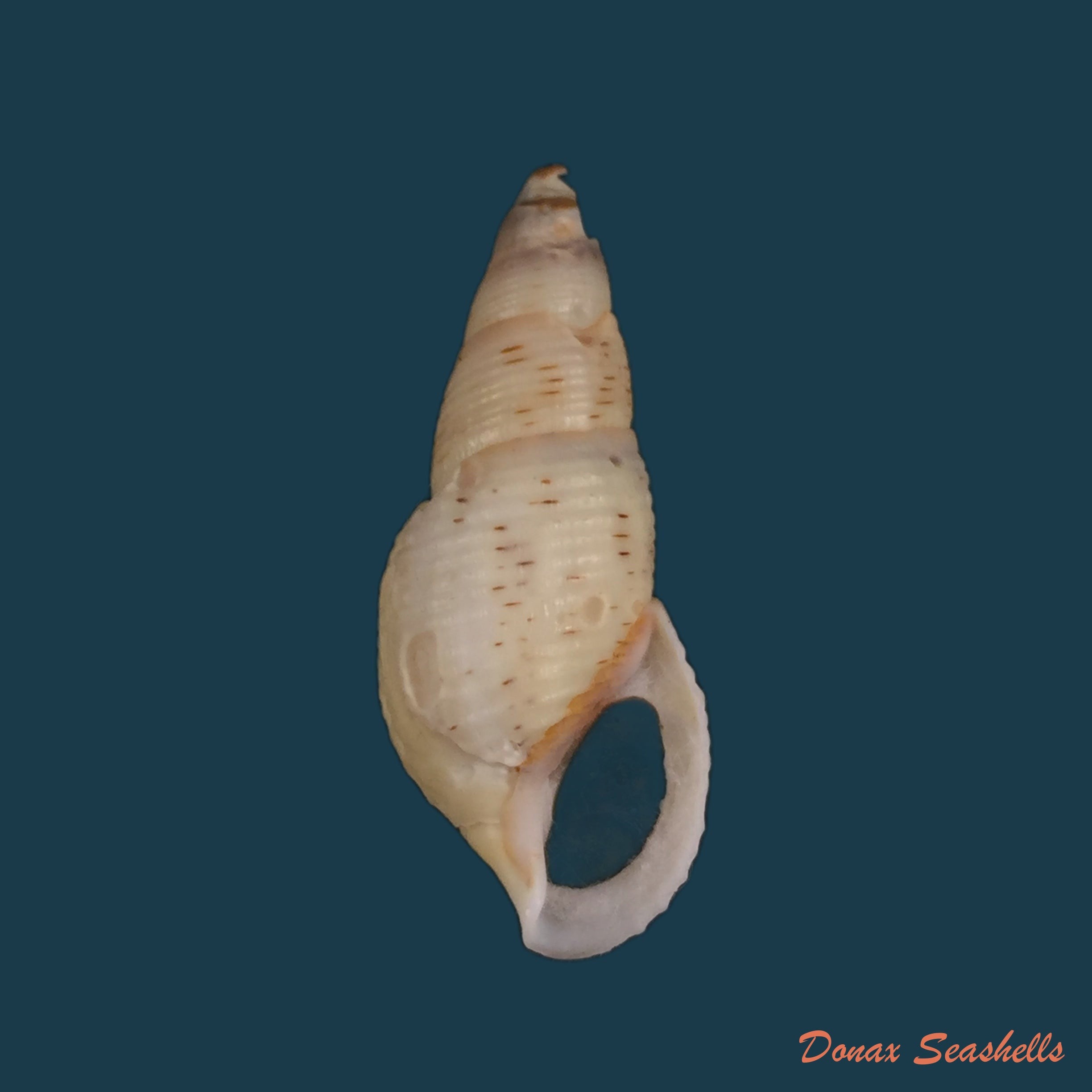 copia-de-aylacostoma-brasiliensis-moricand-1939-35-3mm