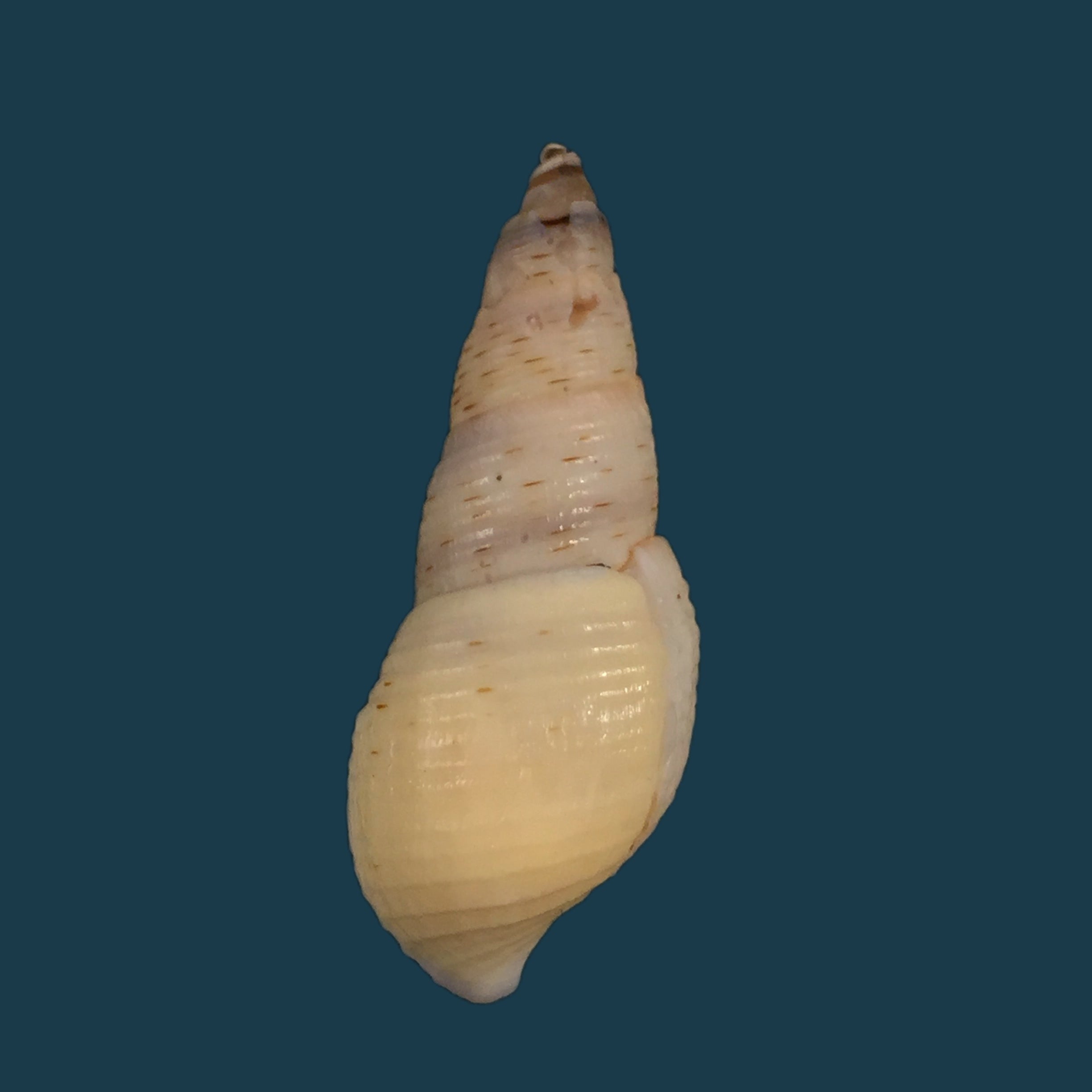 Aylacostoma brasiliensis（Moricand，1939）- 38,3毫米