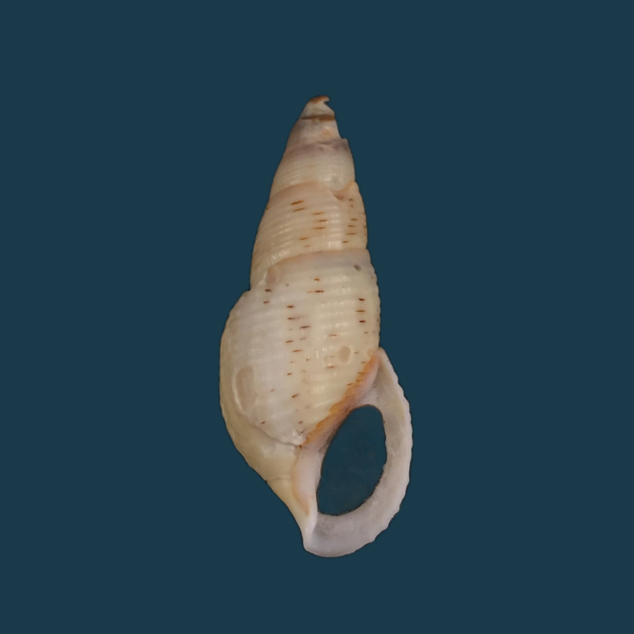 Aylacostoma brasiliensis（Moricand，1939）- 38,3毫米