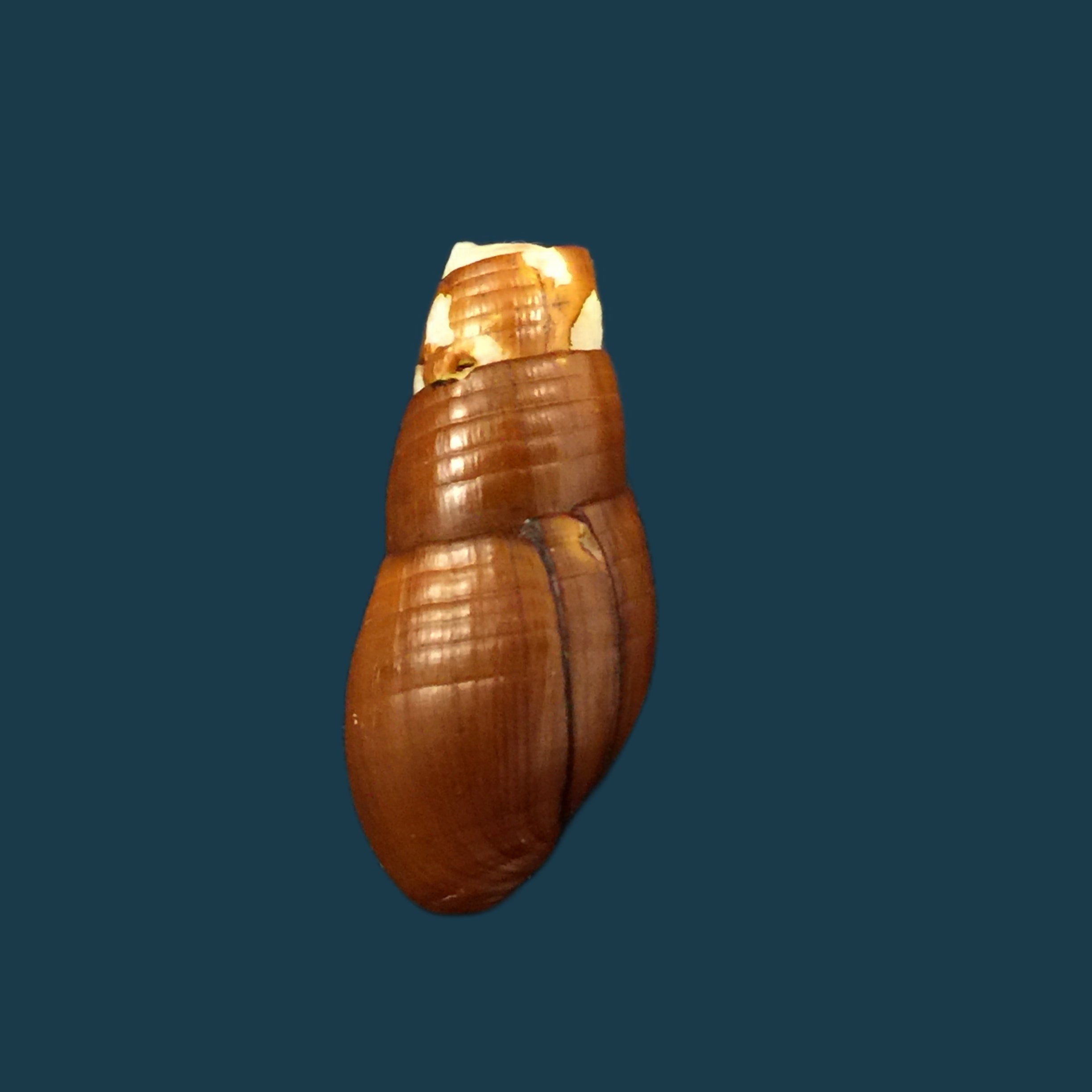 Aylacostoma chlortica Scott, 1954 - 24,3毫米