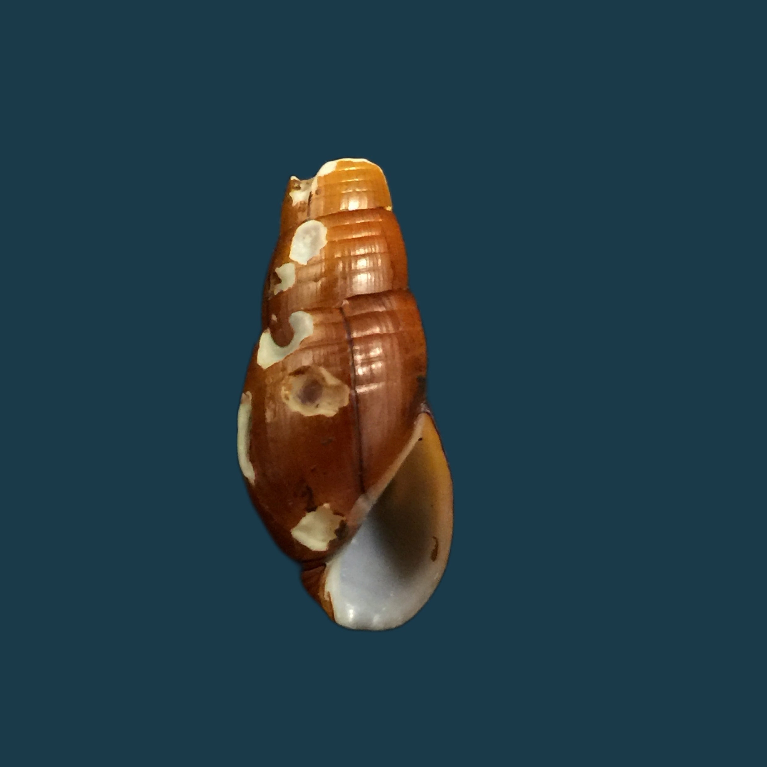 Aylacostoma chlortica Scott, 1954 - 24,3毫米