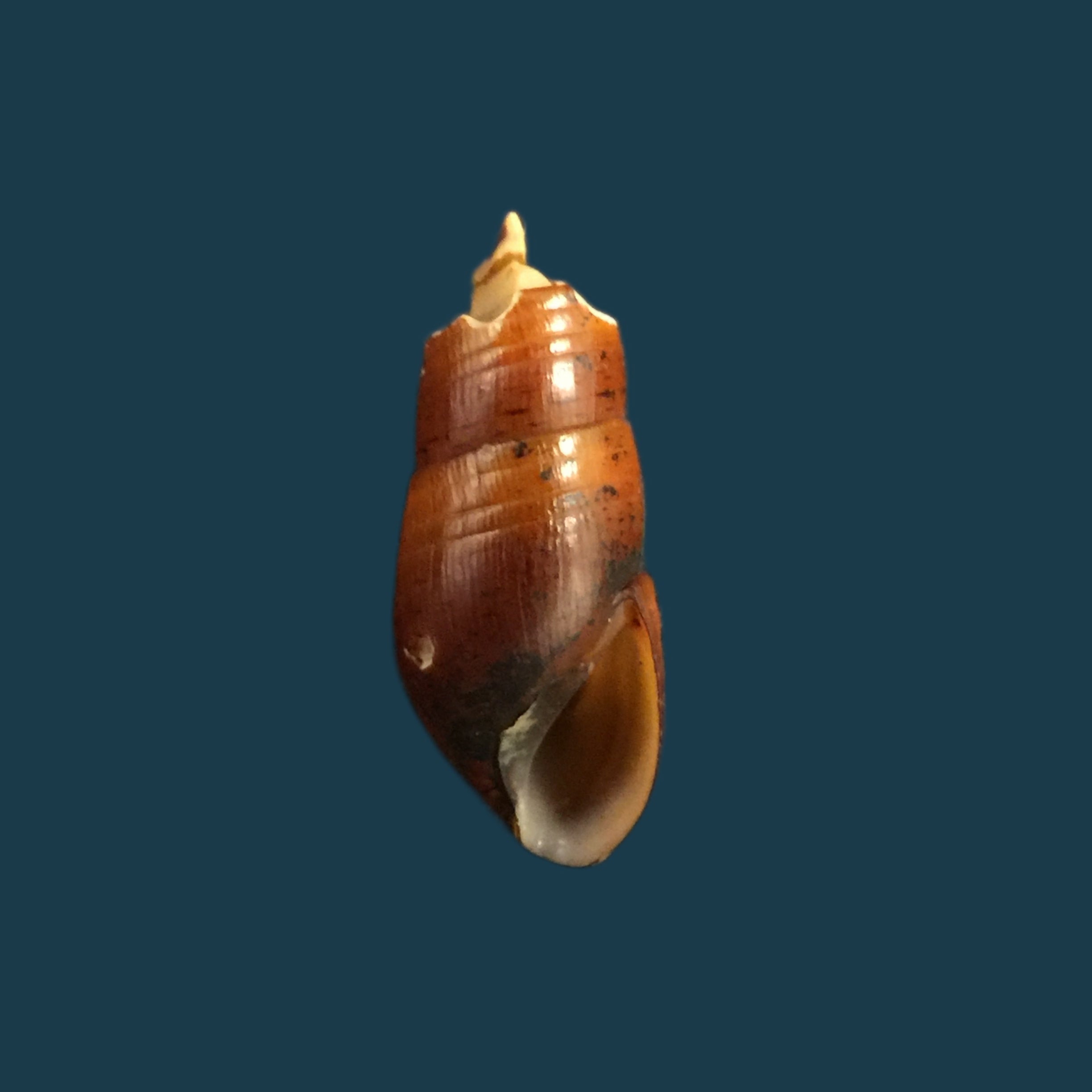 Aylacostoma chlortica Scott, 1954 - 22毫米