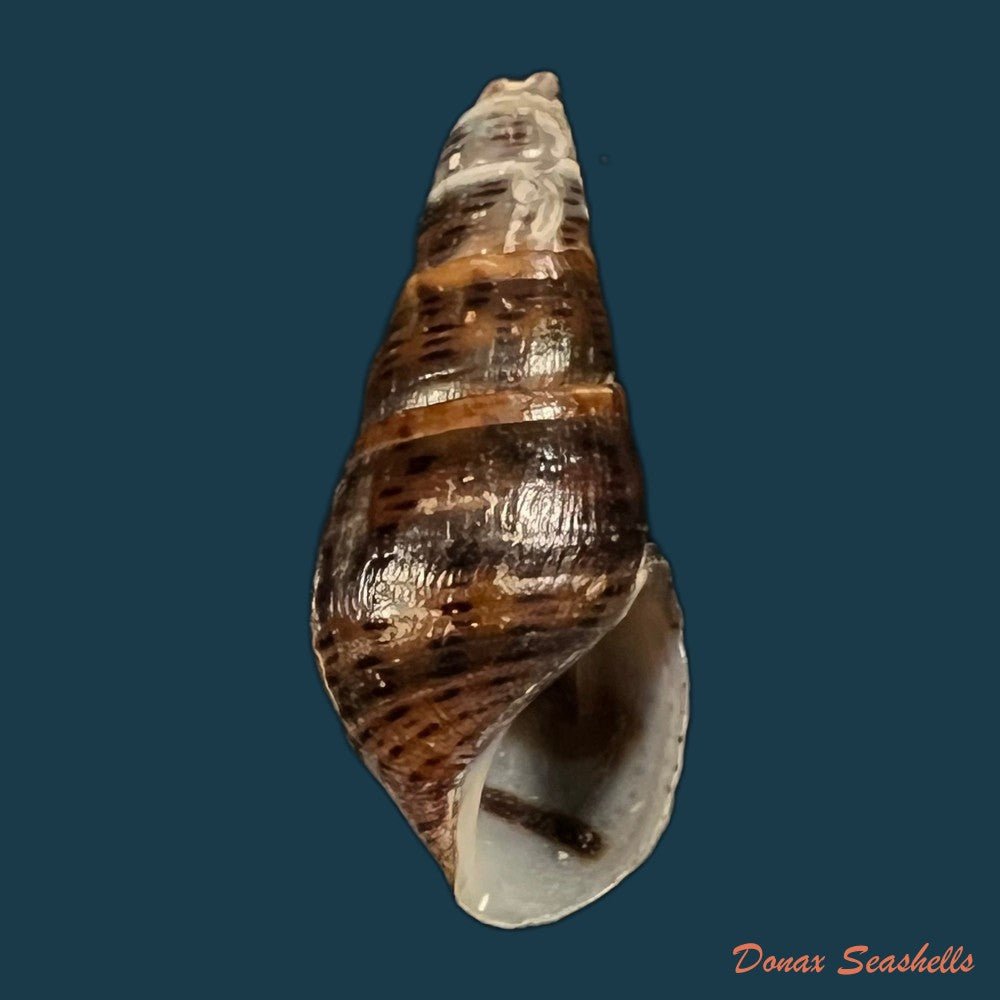 copia-de-aylacostoma-guaraniticum-hylton-scott-1954-24-6mm