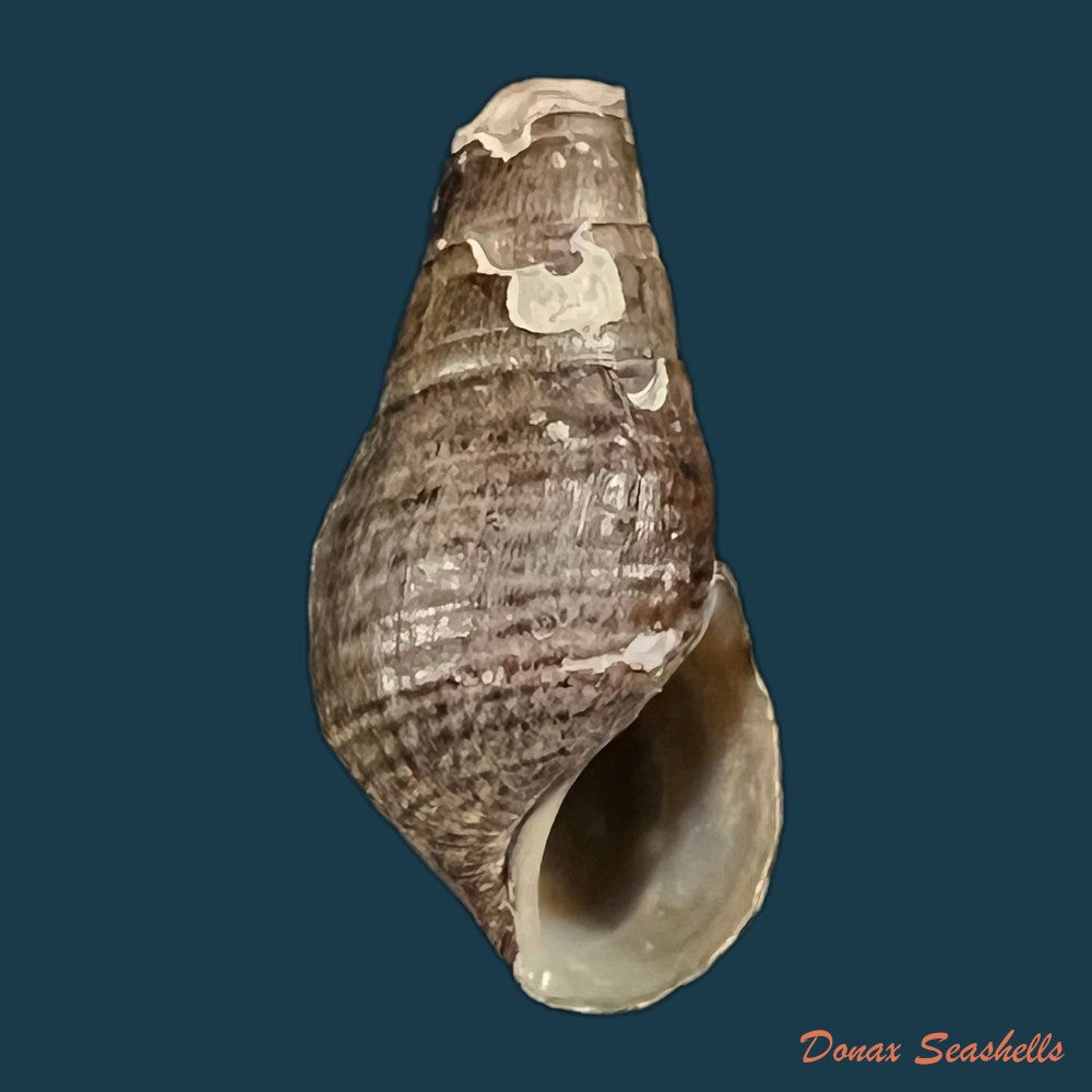 copia-de-aylacostoma-guaraniticum-hylton-scott-1954-24-8mm