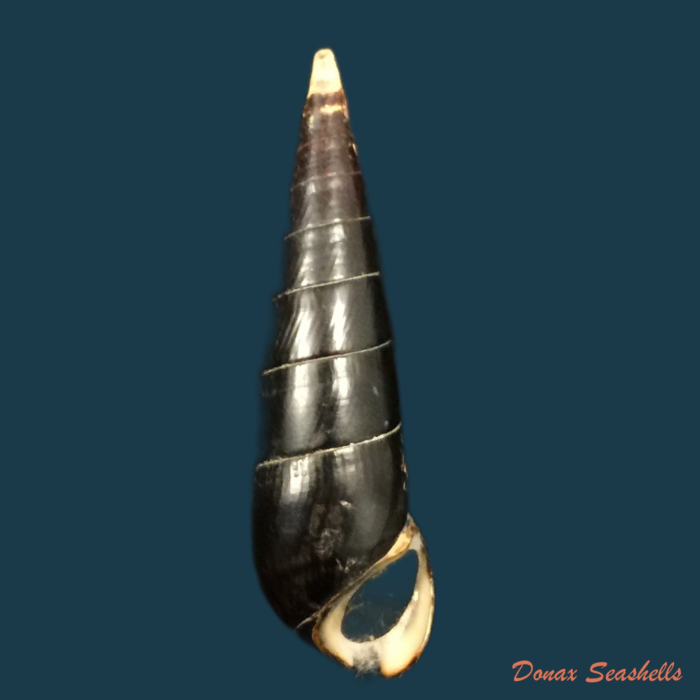 copia-de-aylacostoma-schneideri-brot-1874-31-8mm