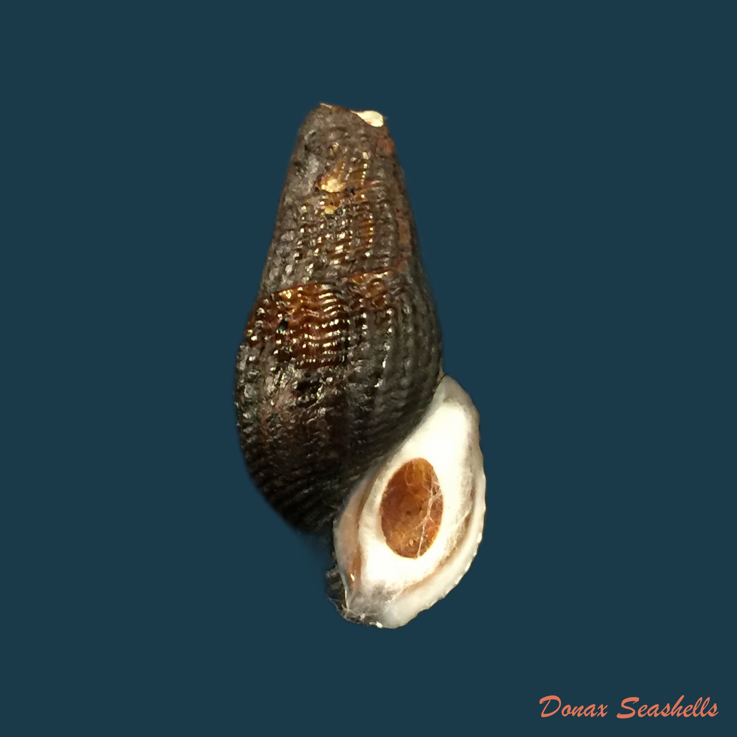 copia-de-aylacostoma-schneideri-brot-1874-32-2mm