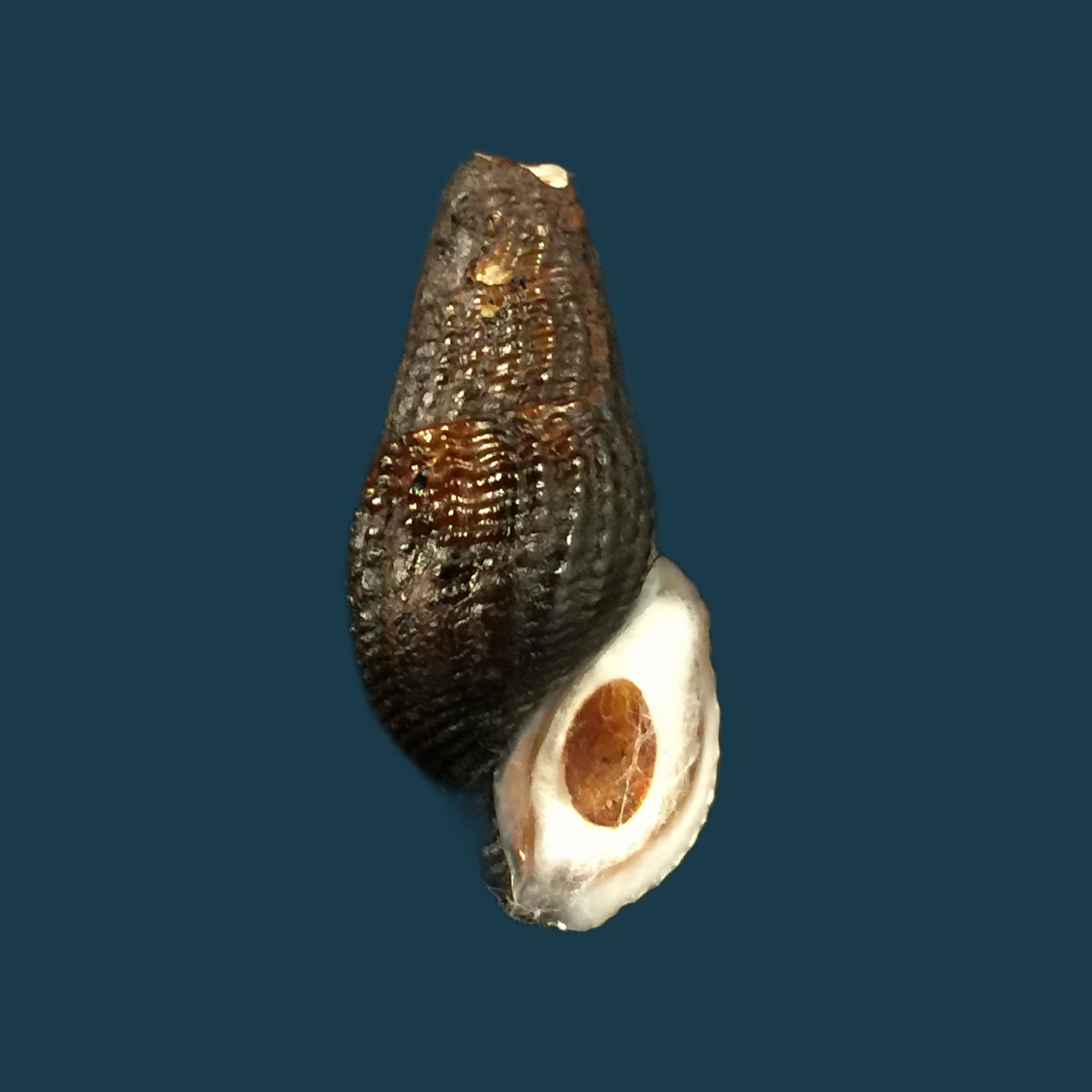 Aylacostoma schneideri (Brot, 1874) - 31,8毫米