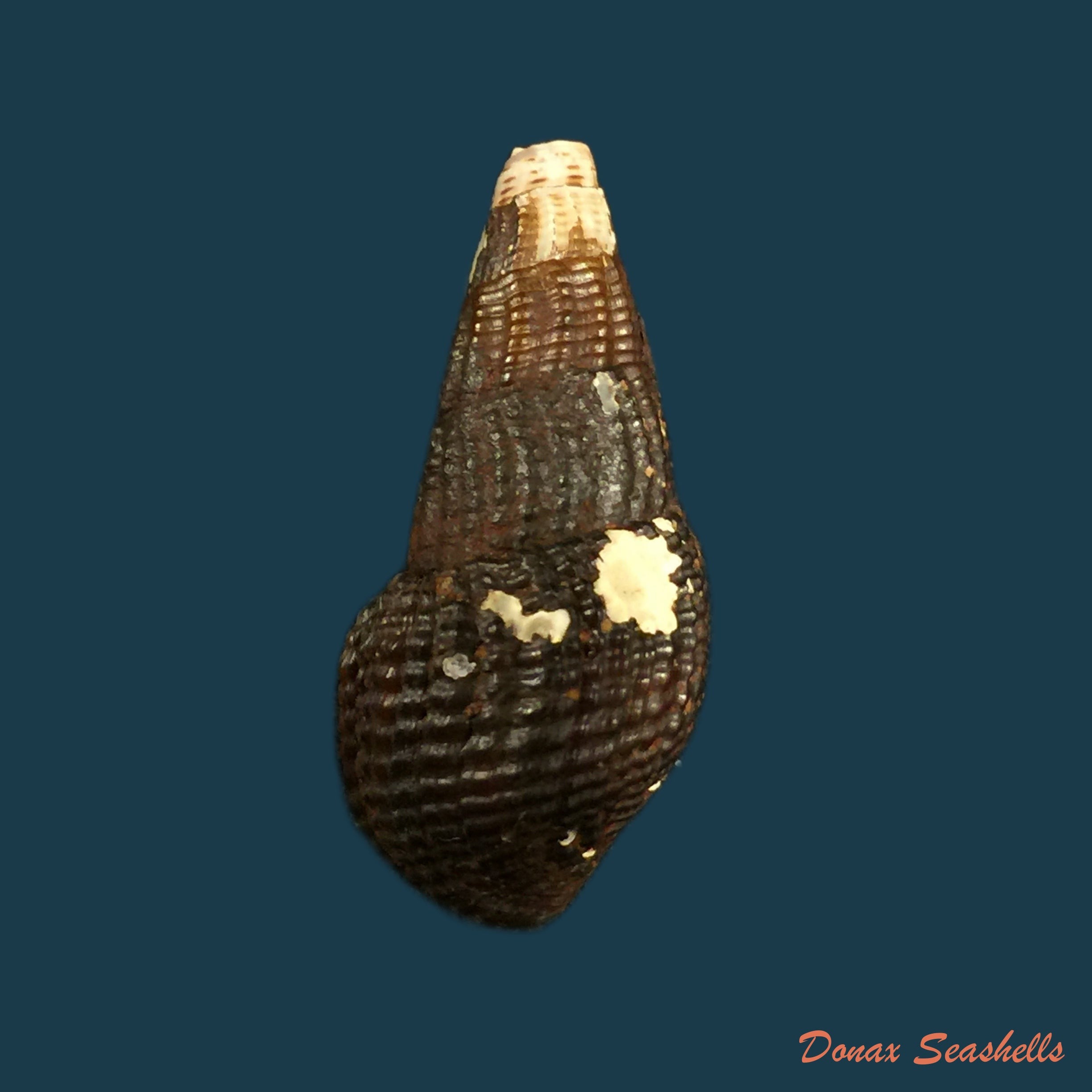 copia-de-aylacostoma-schneideri-brot-1874-32-4mm