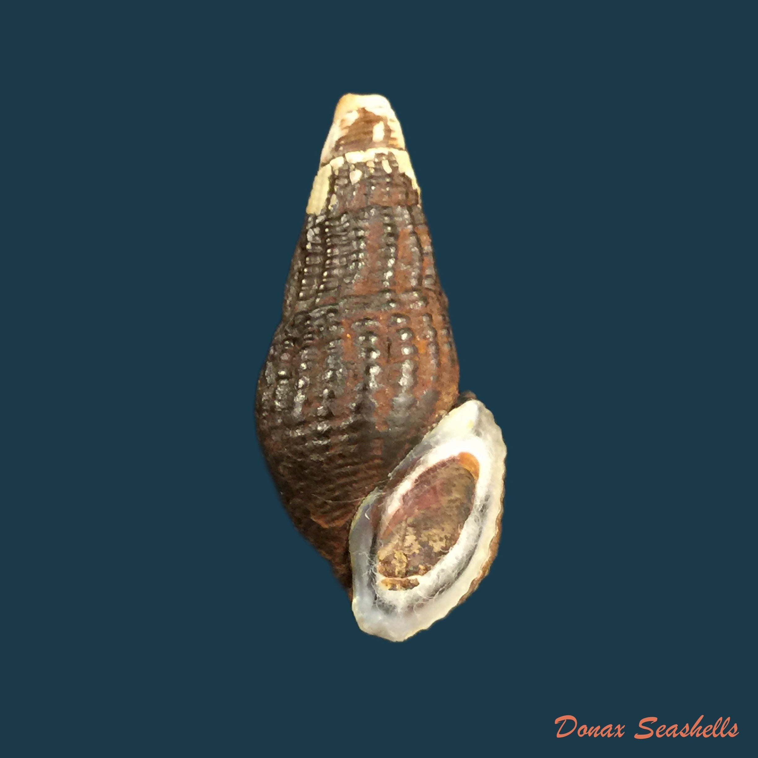copia-de-aylacostoma-schneideri-brot-1874-32-4mm