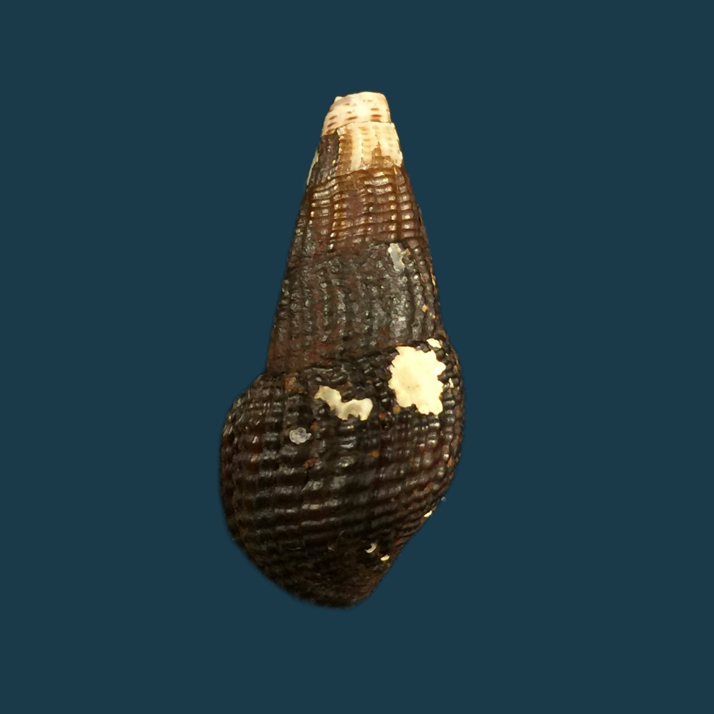 Aylacostoma schneideri (Brot, 1874) - 32,2毫米