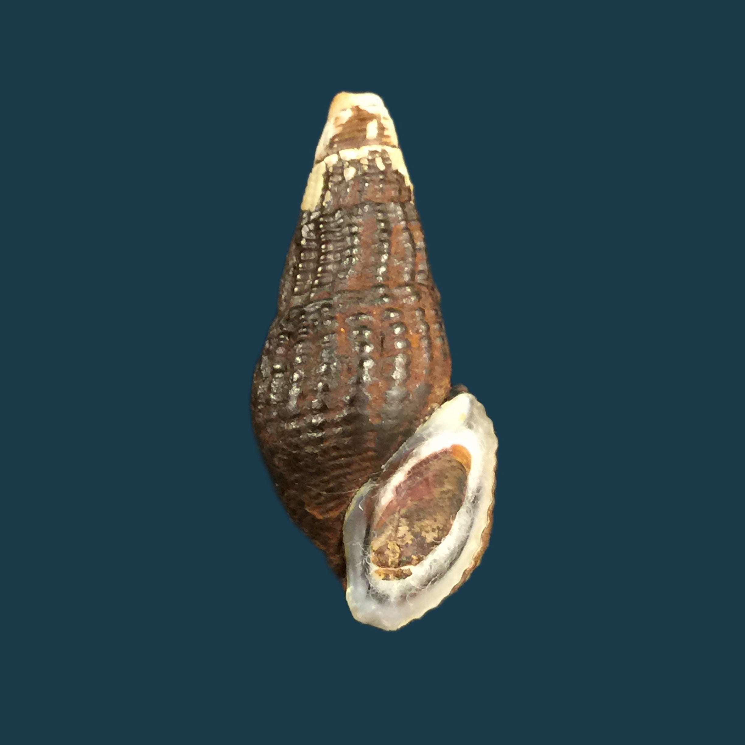 Aylacostoma schneideri (Brot, 1874) - 32,2毫米