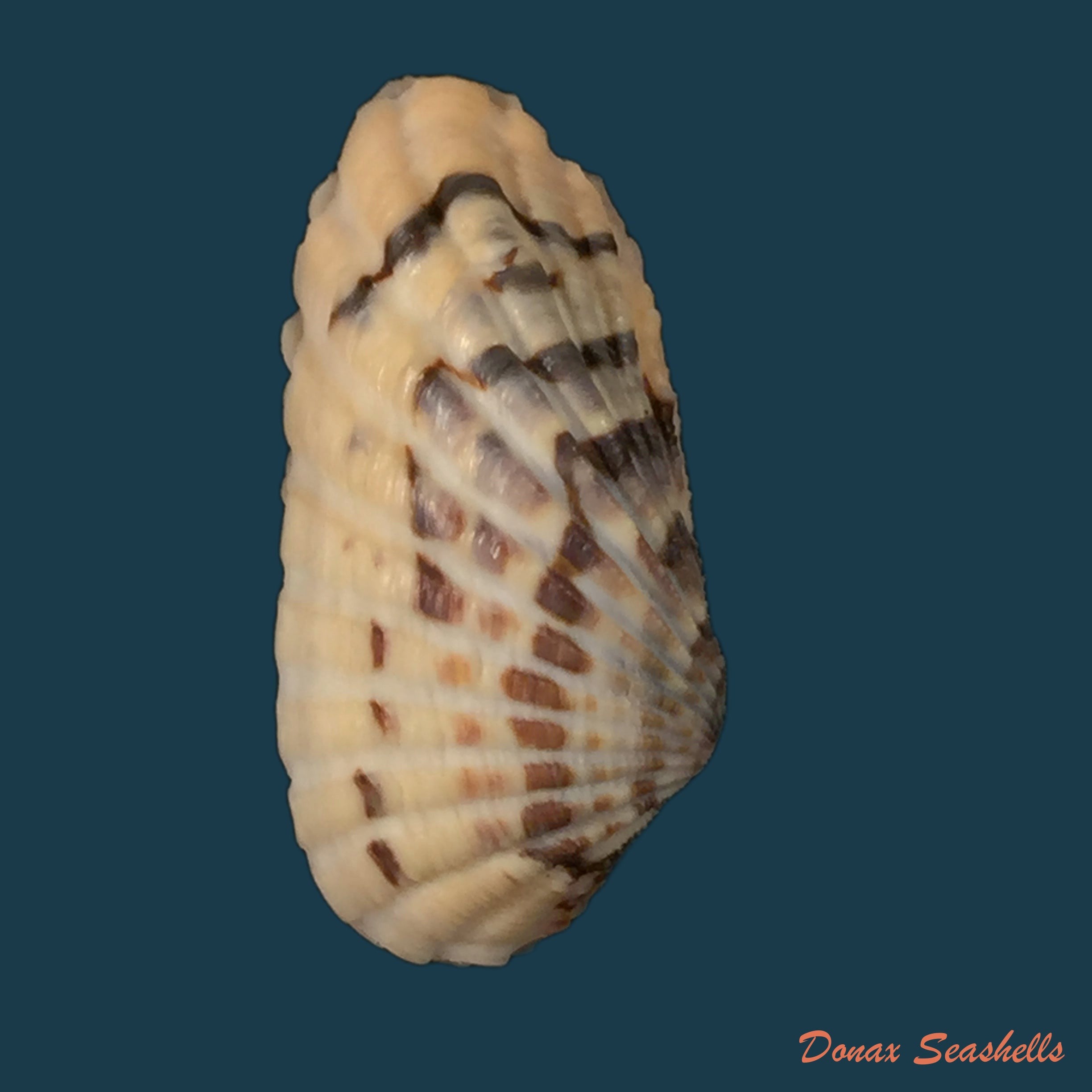 copia-de-aylacostoma-schneideri-brot-1874