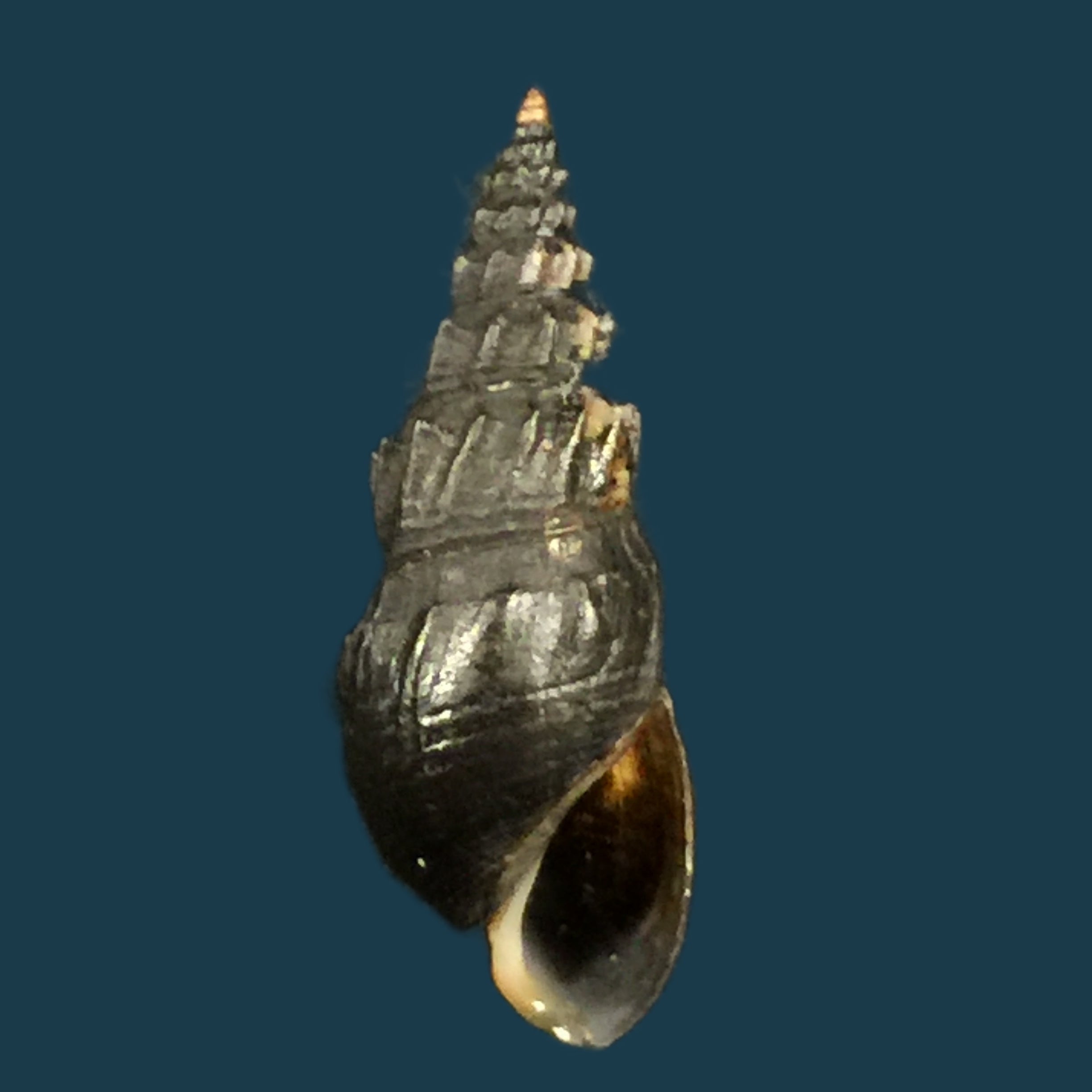 Melania mirifica H. Adams, 1854 - 21,4mm