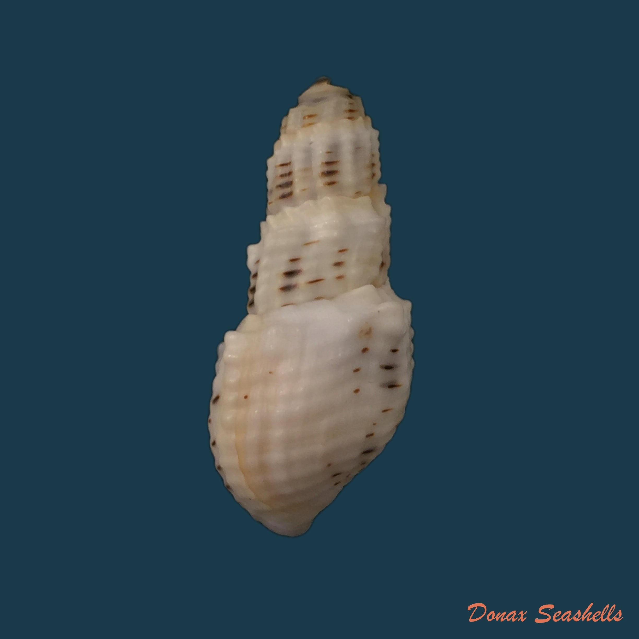 copia-de-aylacostoma-tuberculata-wagner-1827-29-9mm-1
