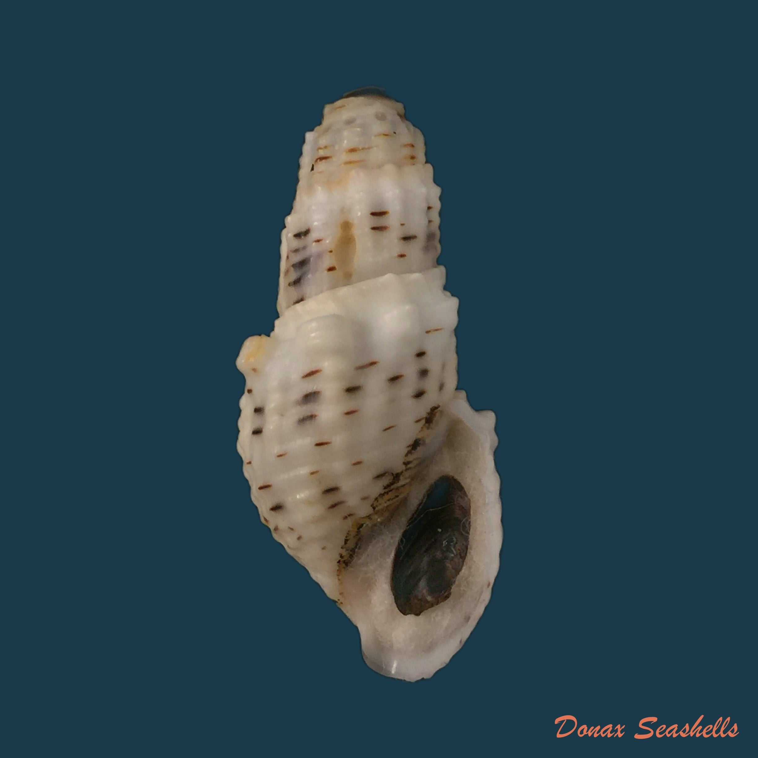 copia-de-aylacostoma-tuberculata-wagner-1827-29-9mm-1