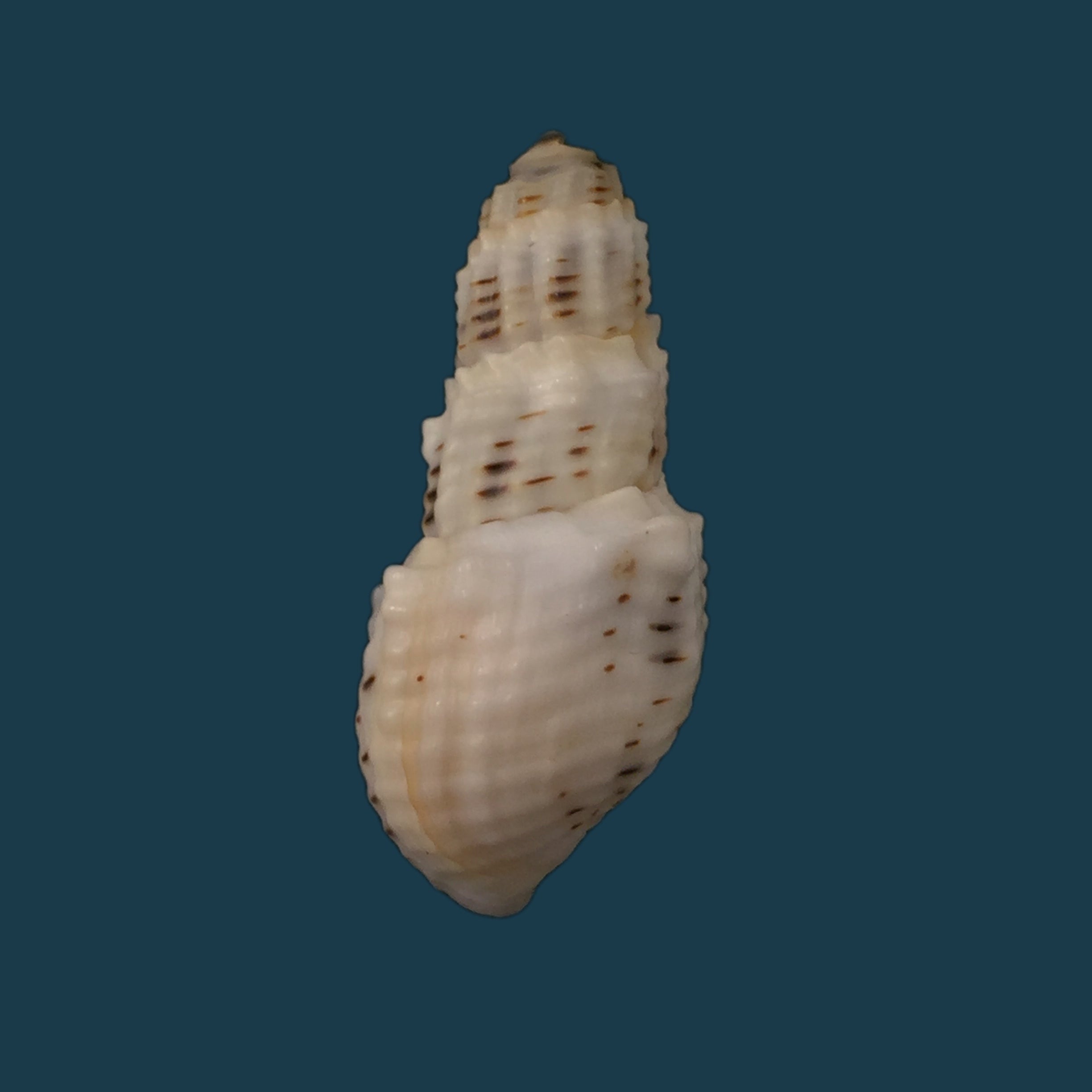 Aylacostoma tuberculata Wagner, 1827 - 34,2毫米