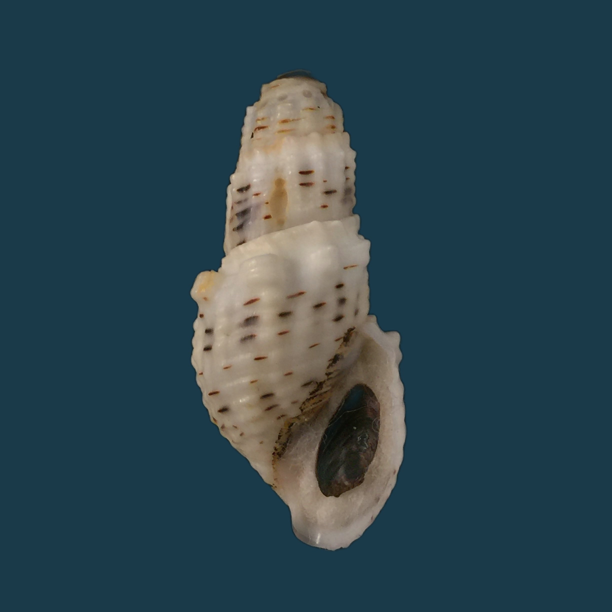 Aylacostoma tuberculata Wagner, 1827 - 34,2毫米