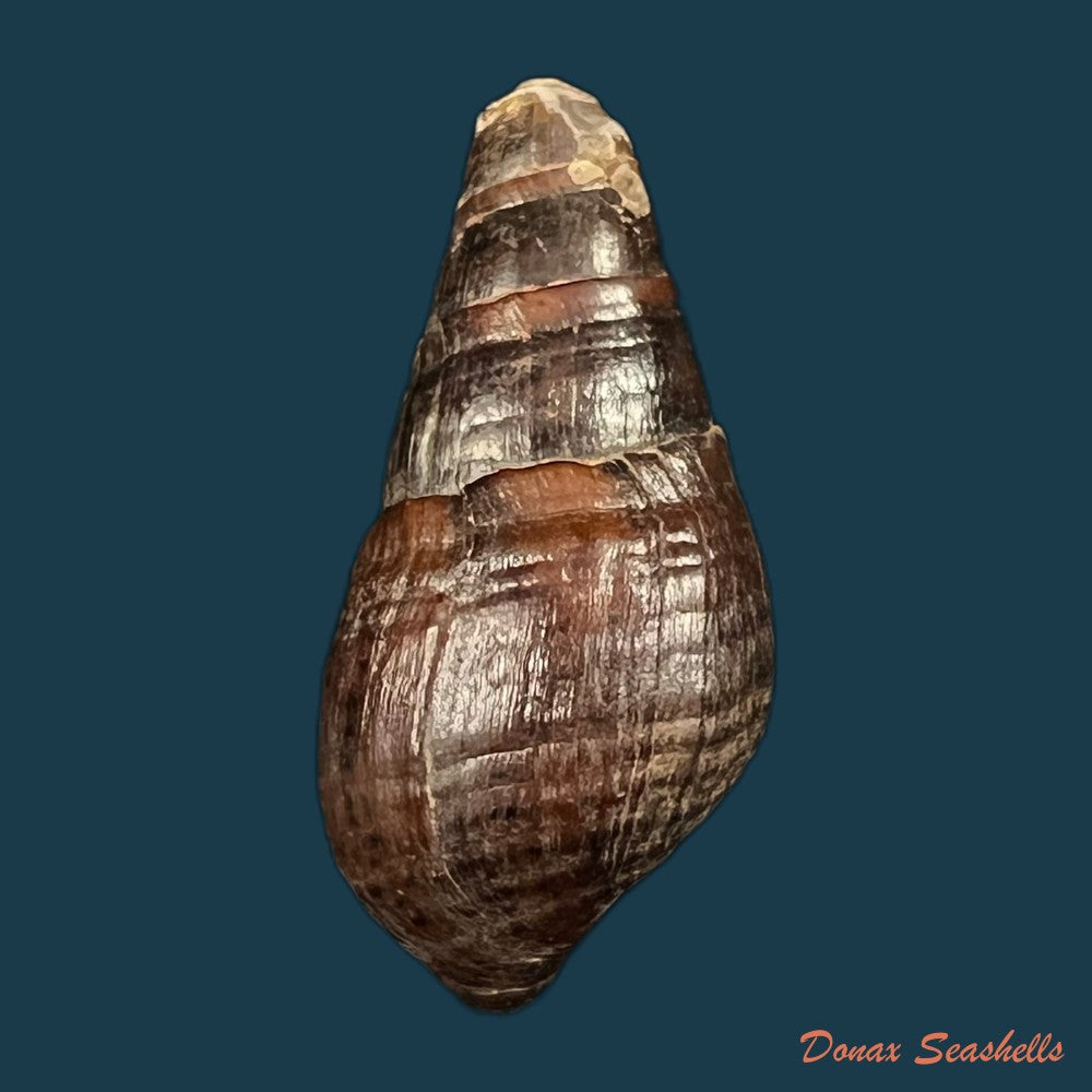 copia-de-aylacostoma-tuberculata-wagner-1827-34-2mm