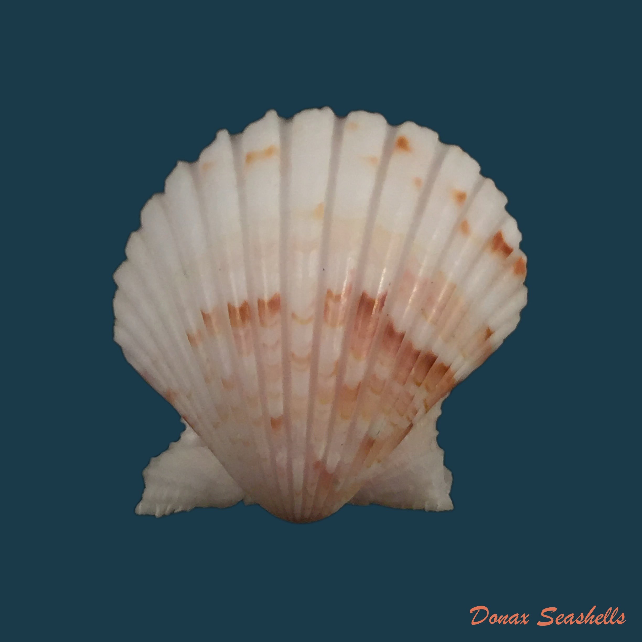 copia-de-azumapecten-ferrari-jones-preston-1904-57-8mm